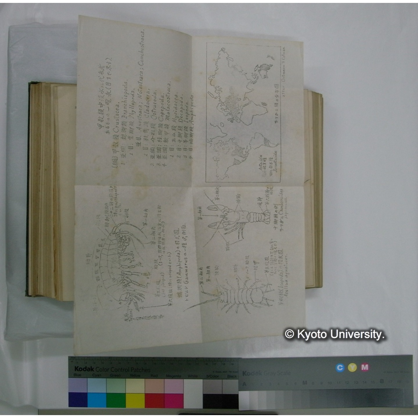 日本淡水生物学 上,下巻 / 川村多實二著 (14)