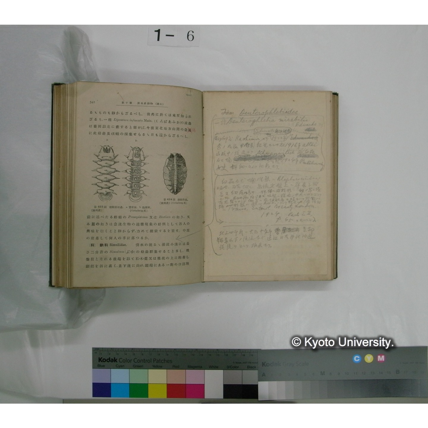 日本淡水生物学 上,下巻 / 川村多實二著 (15)