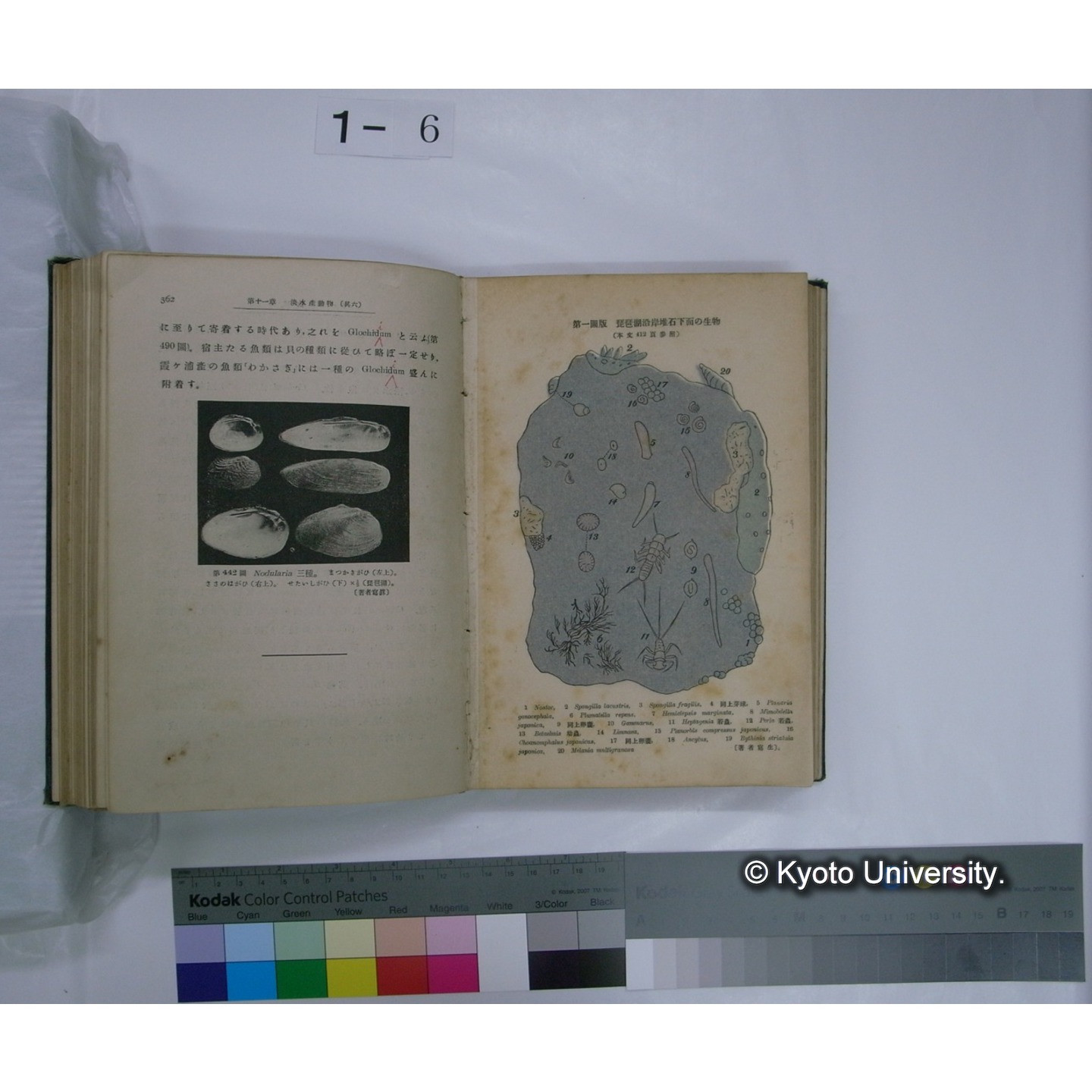 日本淡水生物学 上,下巻 / 川村多實二著 (16)