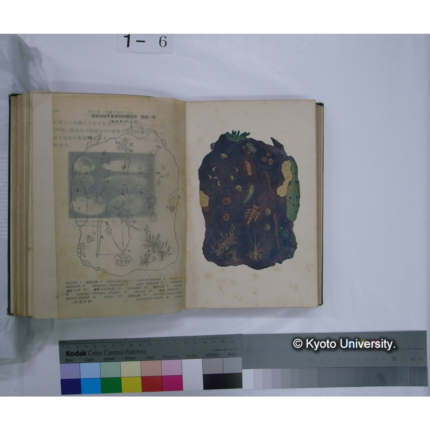 日本淡水生物学 上,下巻 / 川村多實二著 (17)