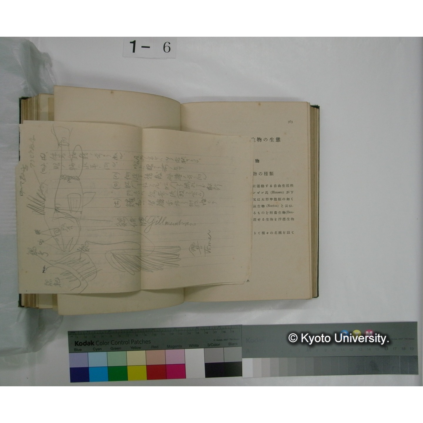 日本淡水生物学 上,下巻 / 川村多實二著 (18)