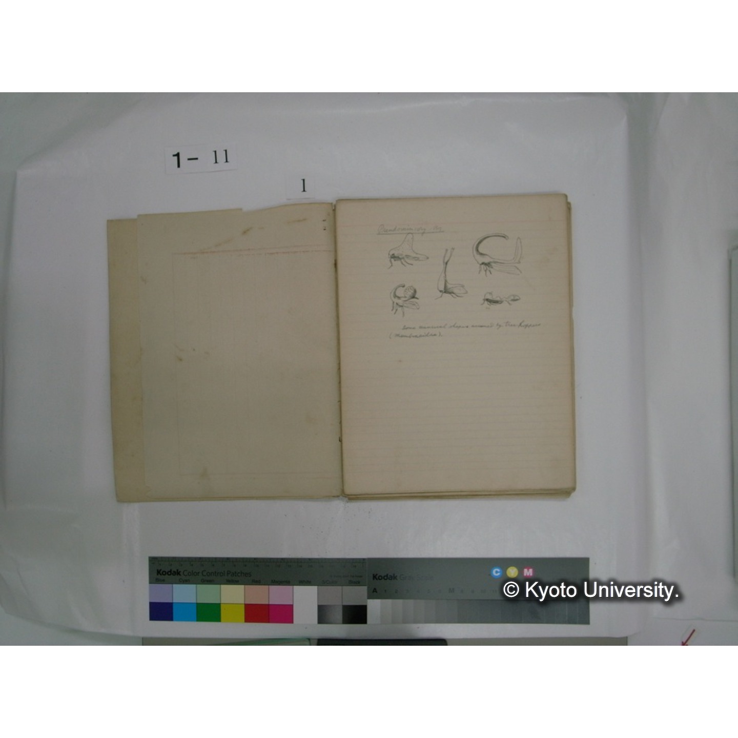 生態学原稿自著 [直筆原稿]/ (川村多實二) (7)