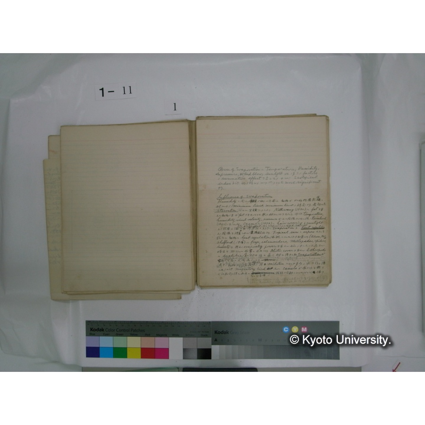 生態学原稿自著 [直筆原稿]/ (川村多實二) (13)