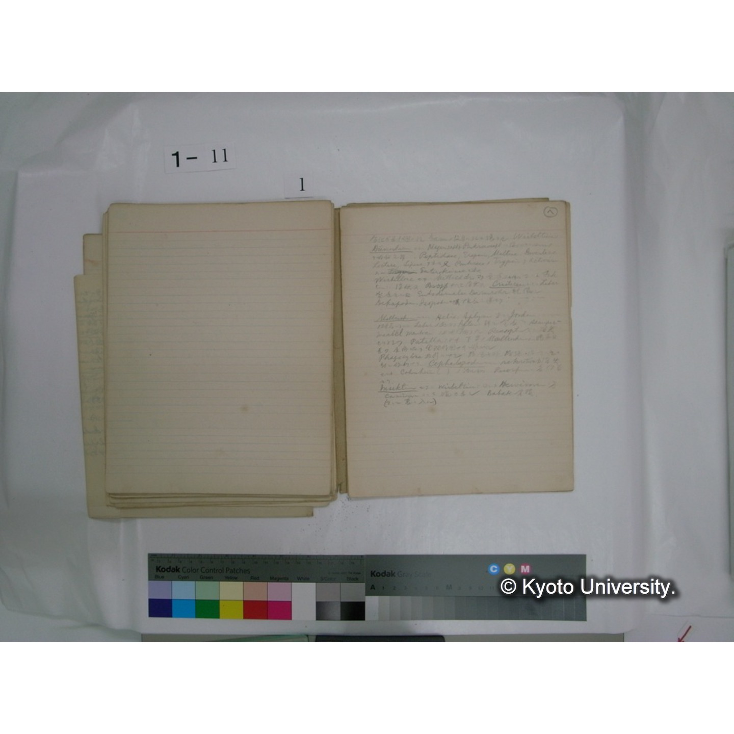 生態学原稿自著 [直筆原稿]/ (川村多實二) (16)