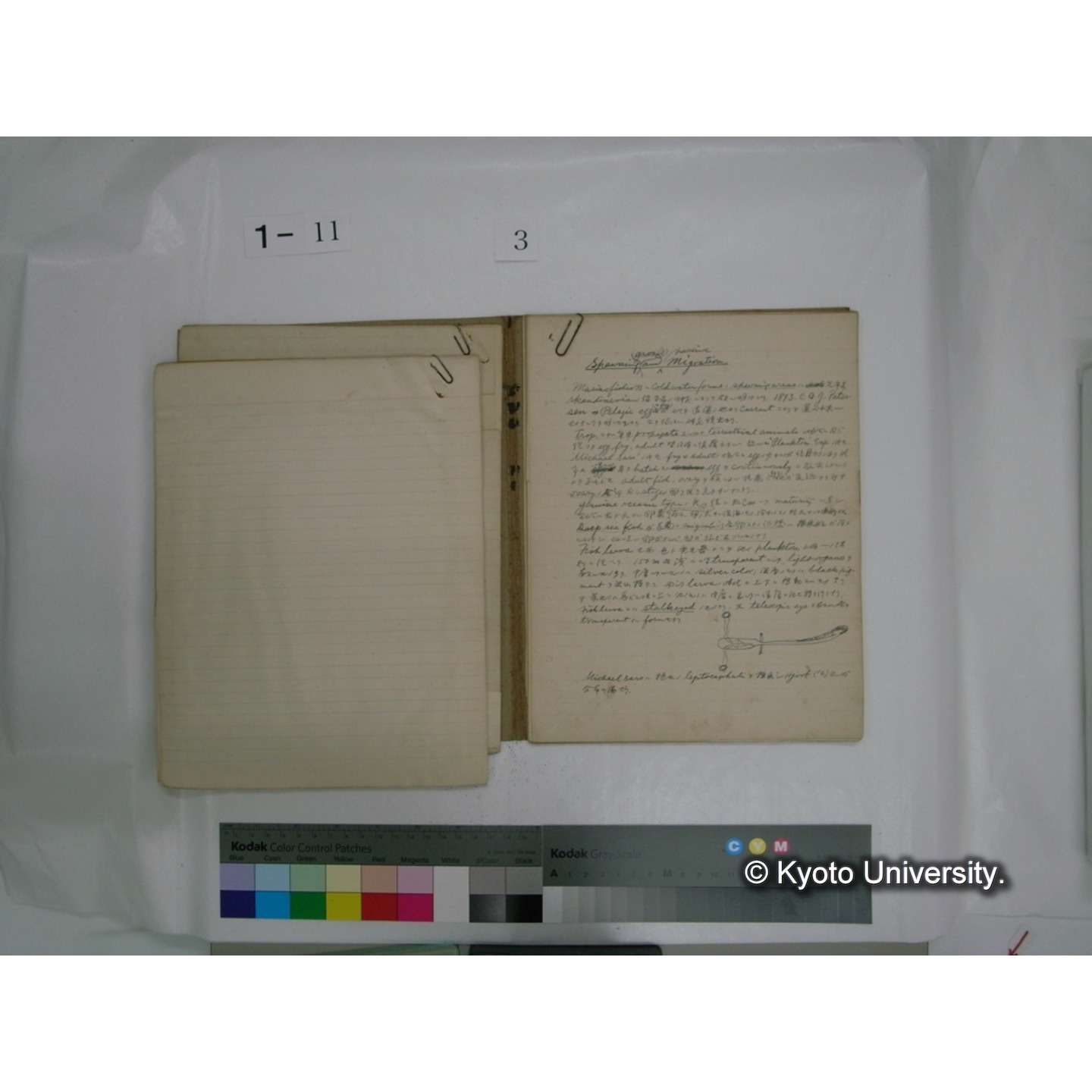 生態学原稿自著 [直筆原稿]/ (川村多實二) (31)