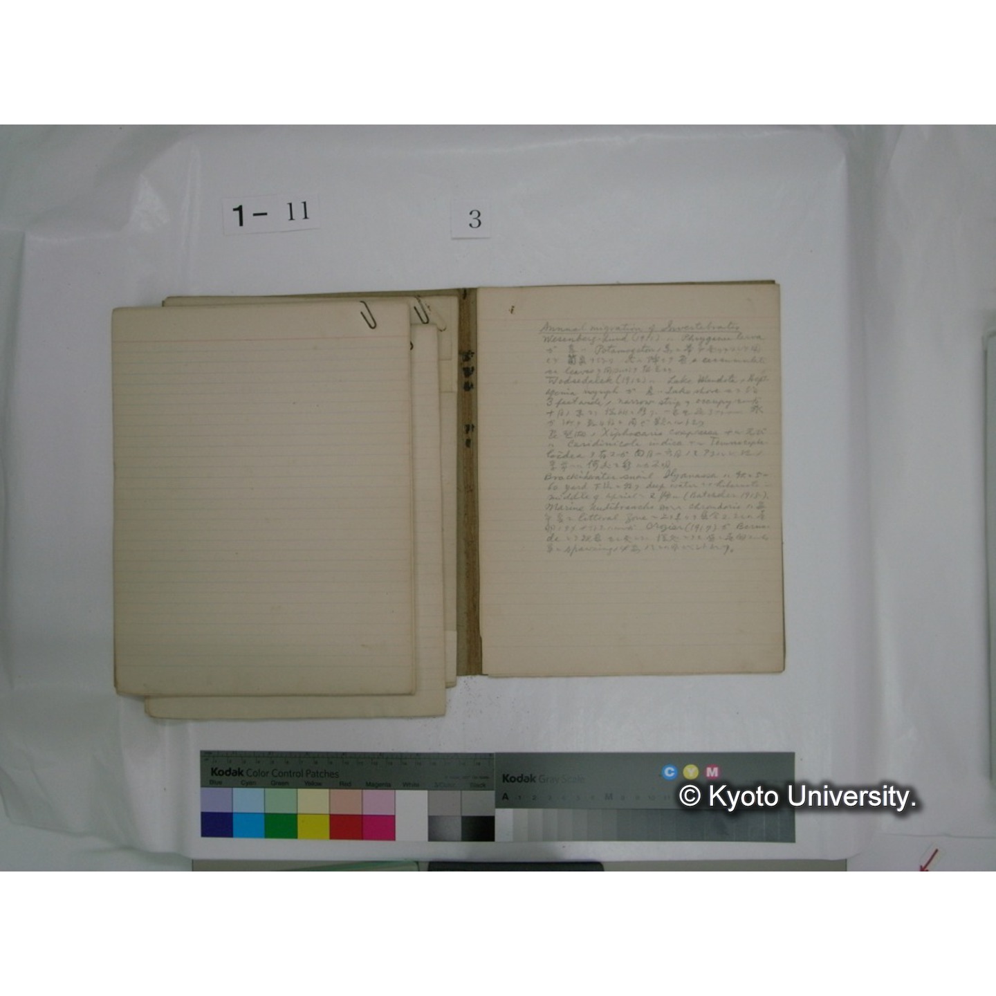 生態学原稿自著 [直筆原稿]/ (川村多實二) (32)