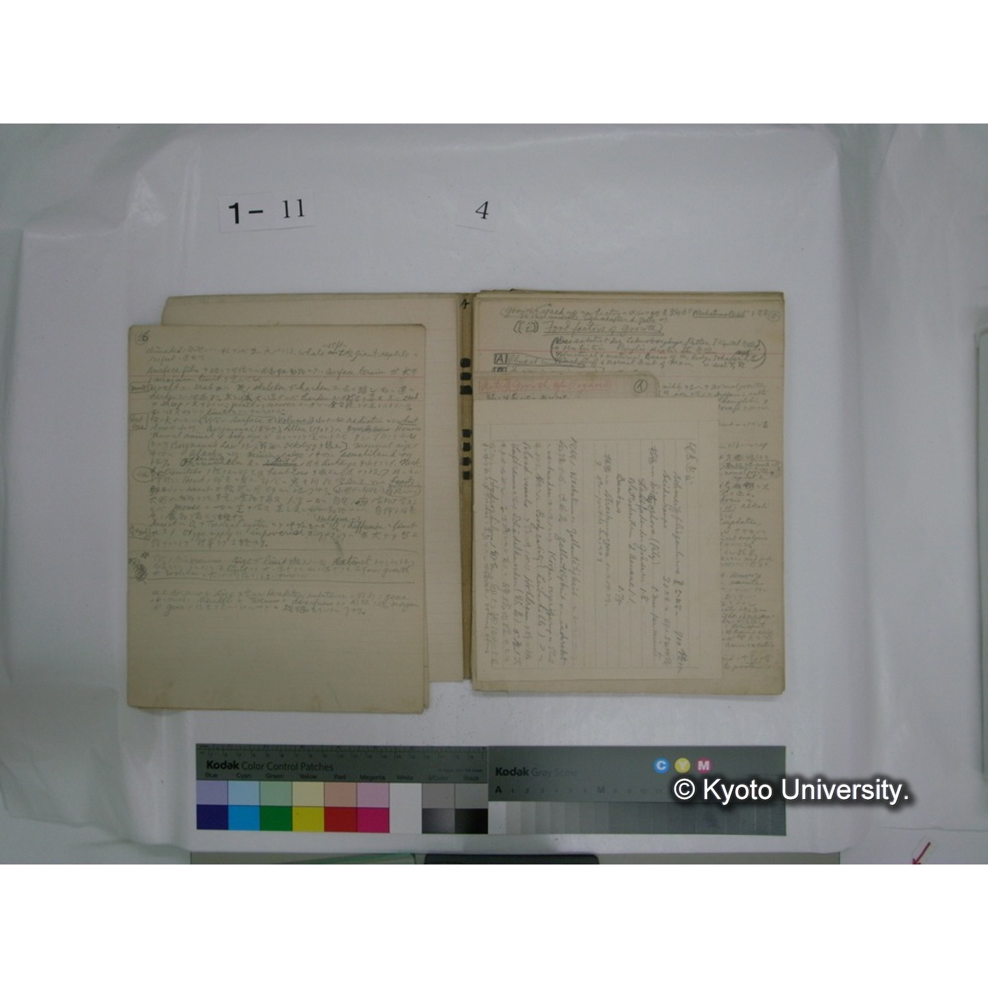 生態学原稿自著 [直筆原稿]/ (川村多實二) (38)