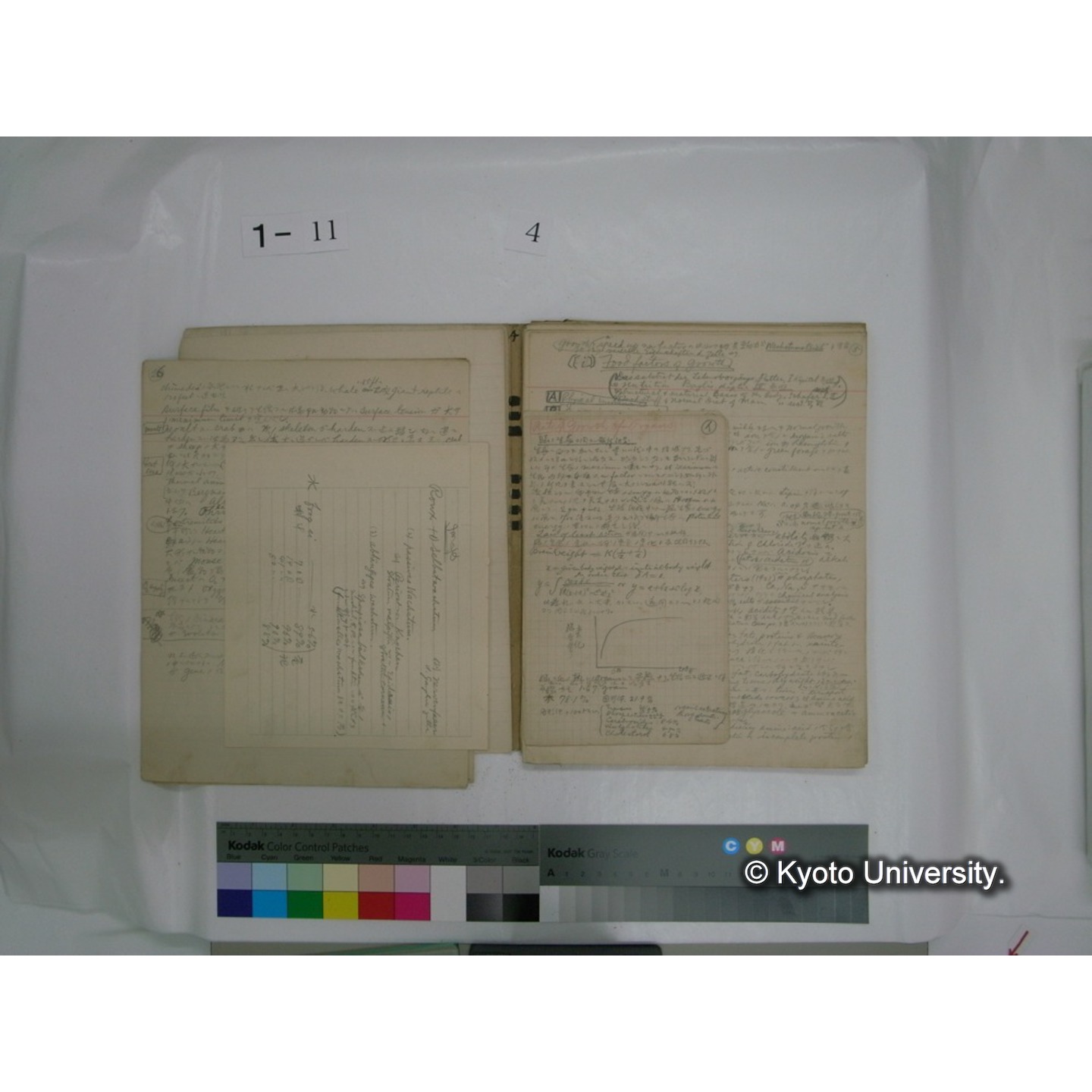 生態学原稿自著 [直筆原稿]/ (川村多實二) (39)