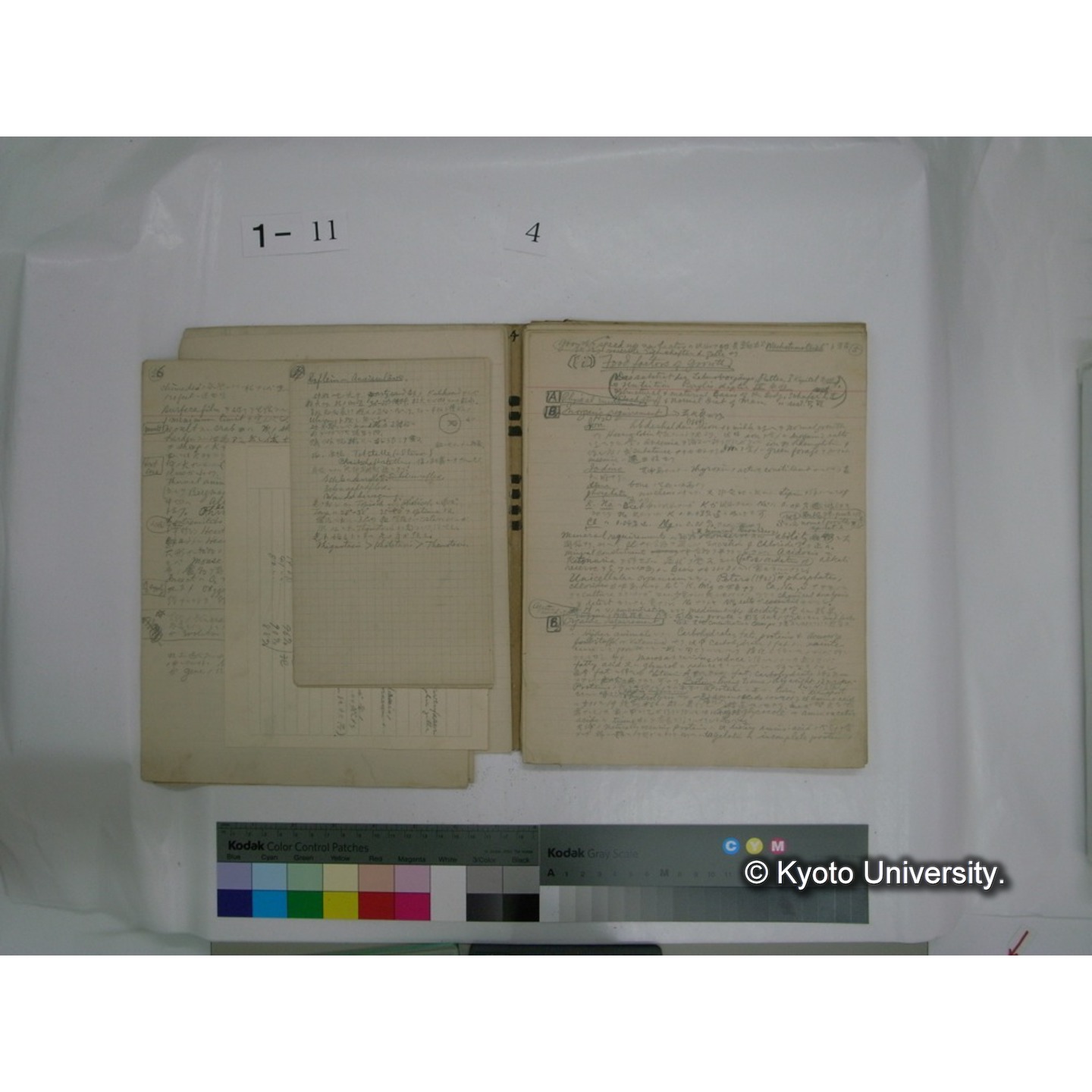 生態学原稿自著 [直筆原稿]/ (川村多實二) (40)