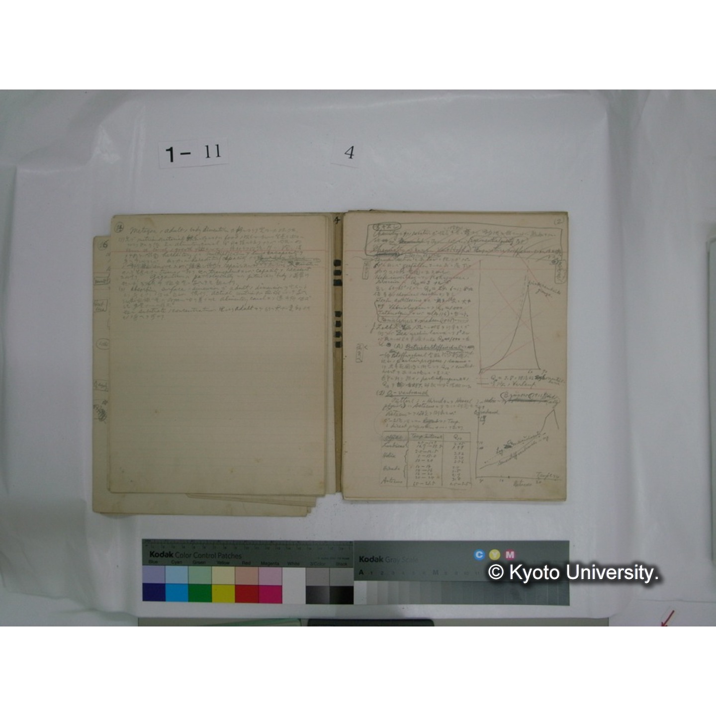 生態学原稿自著 [直筆原稿]/ (川村多實二) (41)