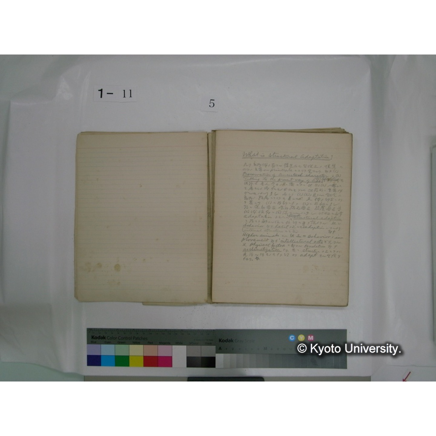 生態学原稿自著 [直筆原稿]/ (川村多實二) (52)