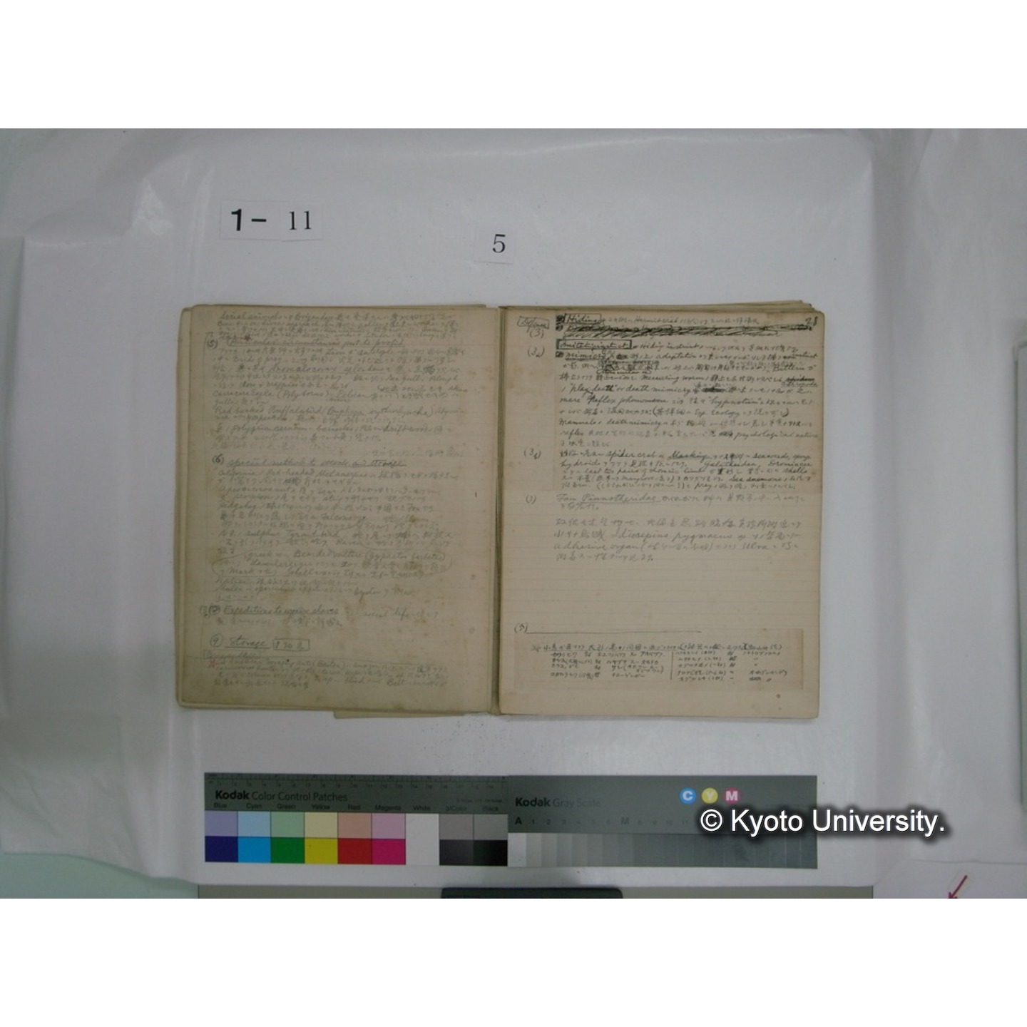 生態学原稿自著 [直筆原稿]/ (川村多實二) (55)