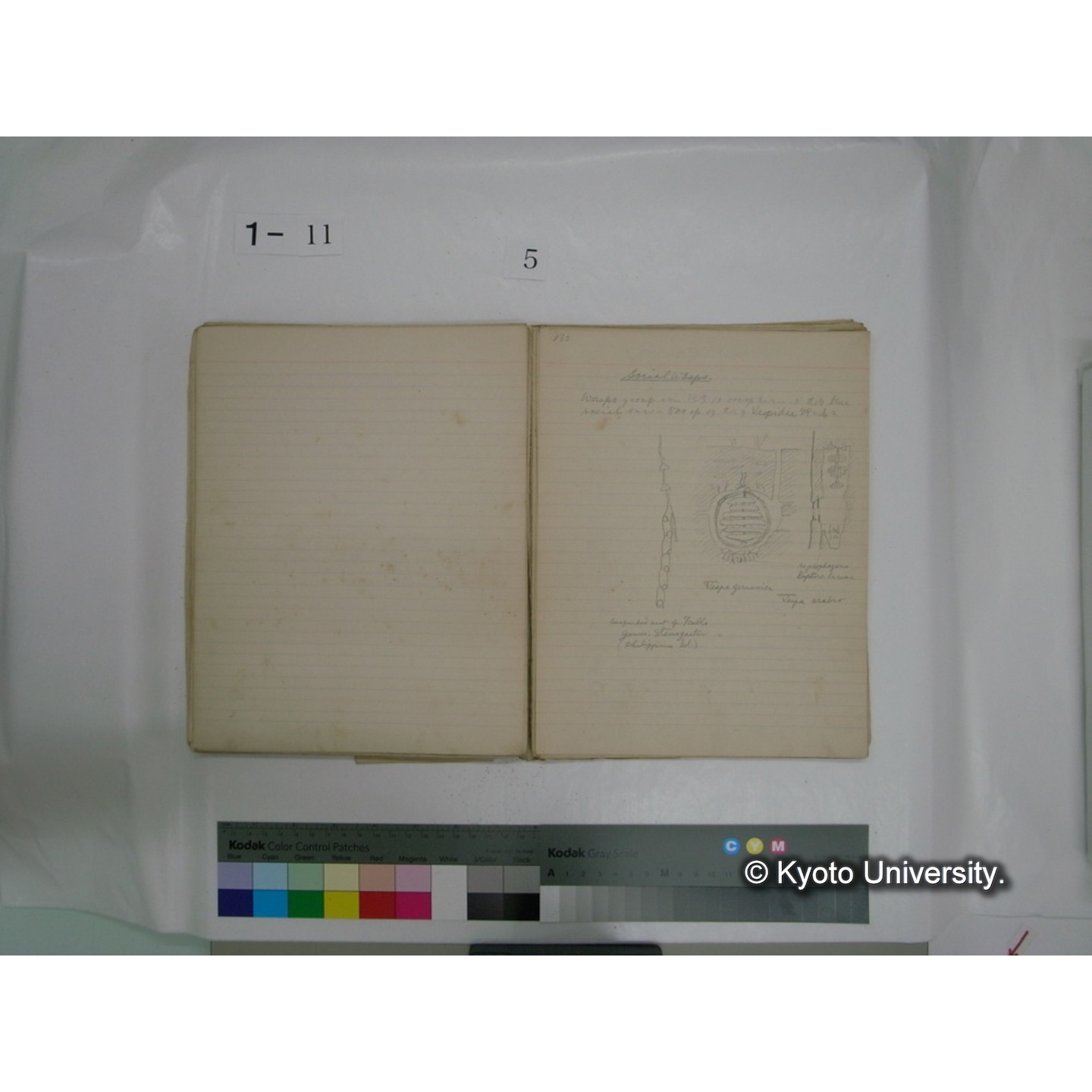 生態学原稿自著 [直筆原稿]/ (川村多實二) (58)