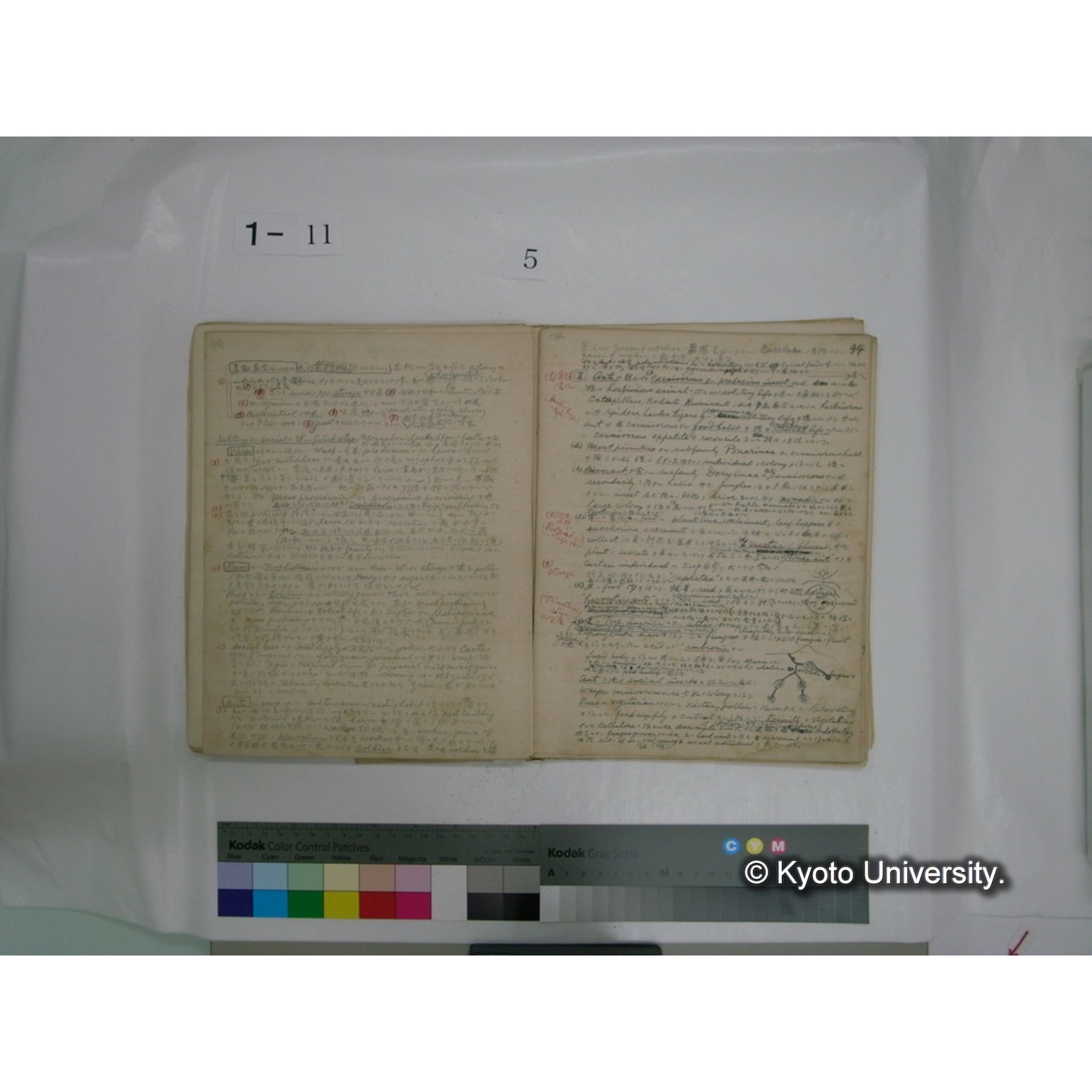 生態学原稿自著 [直筆原稿]/ (川村多實二) (59)