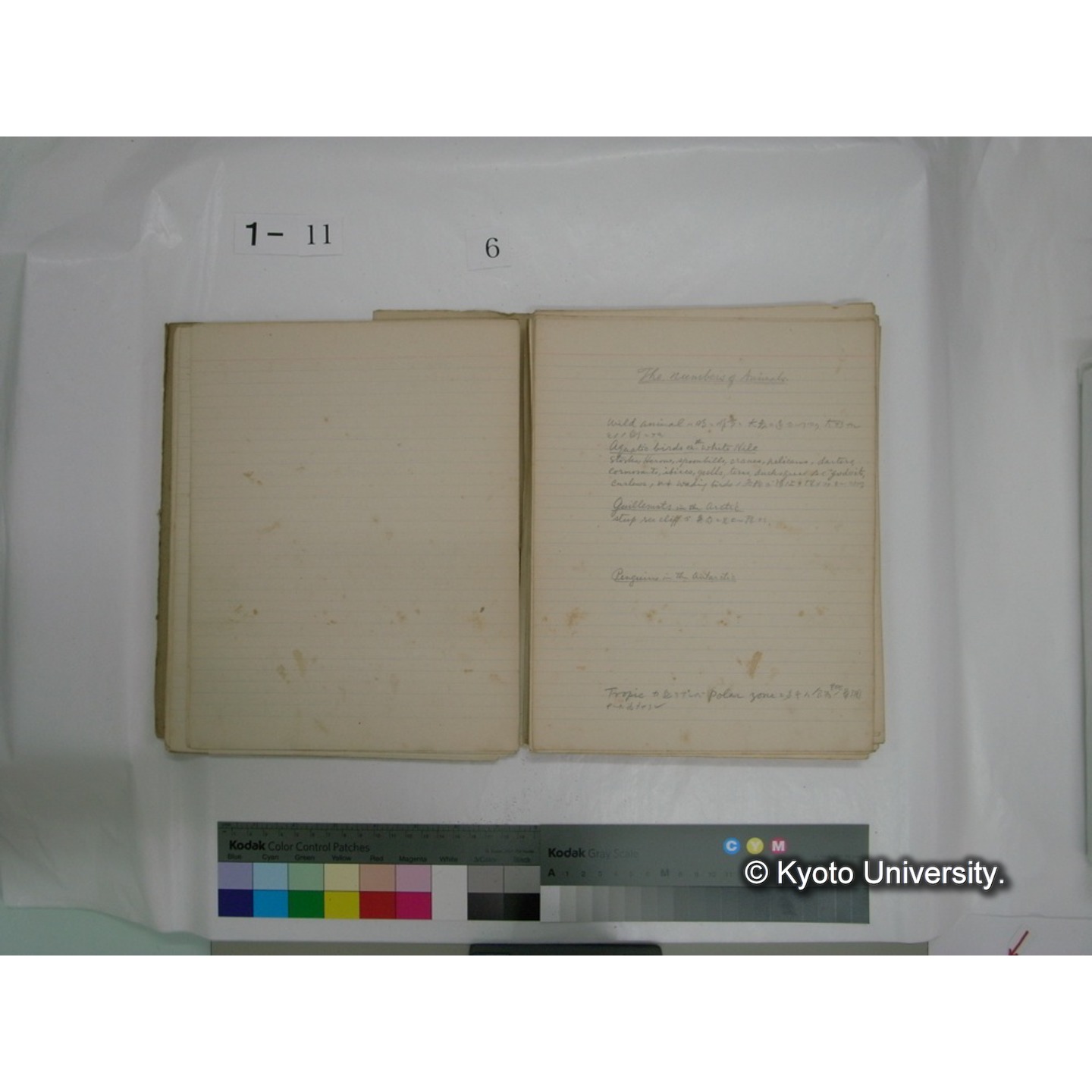 生態学原稿自著 [直筆原稿]/ (川村多實二) (69)