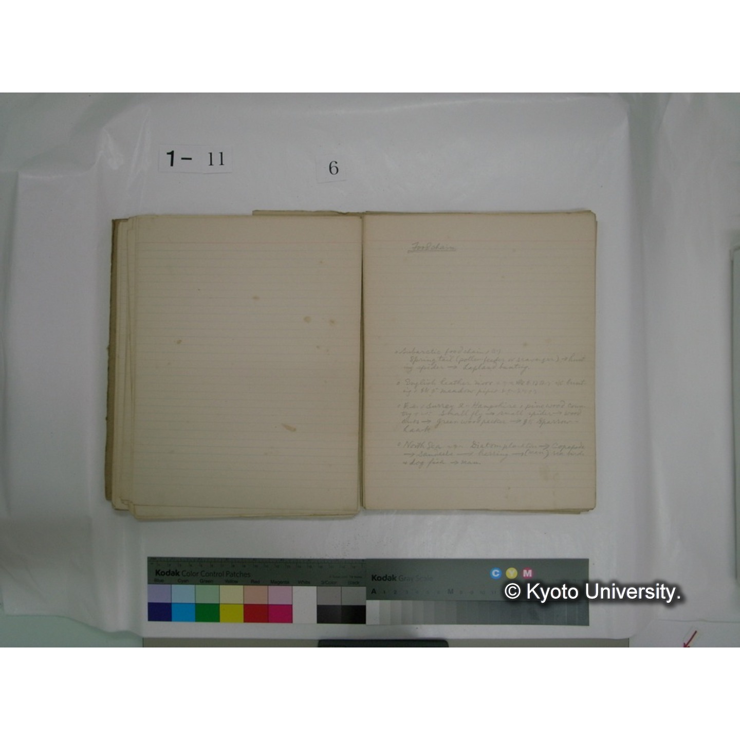 生態学原稿自著 [直筆原稿]/ (川村多實二) (71)