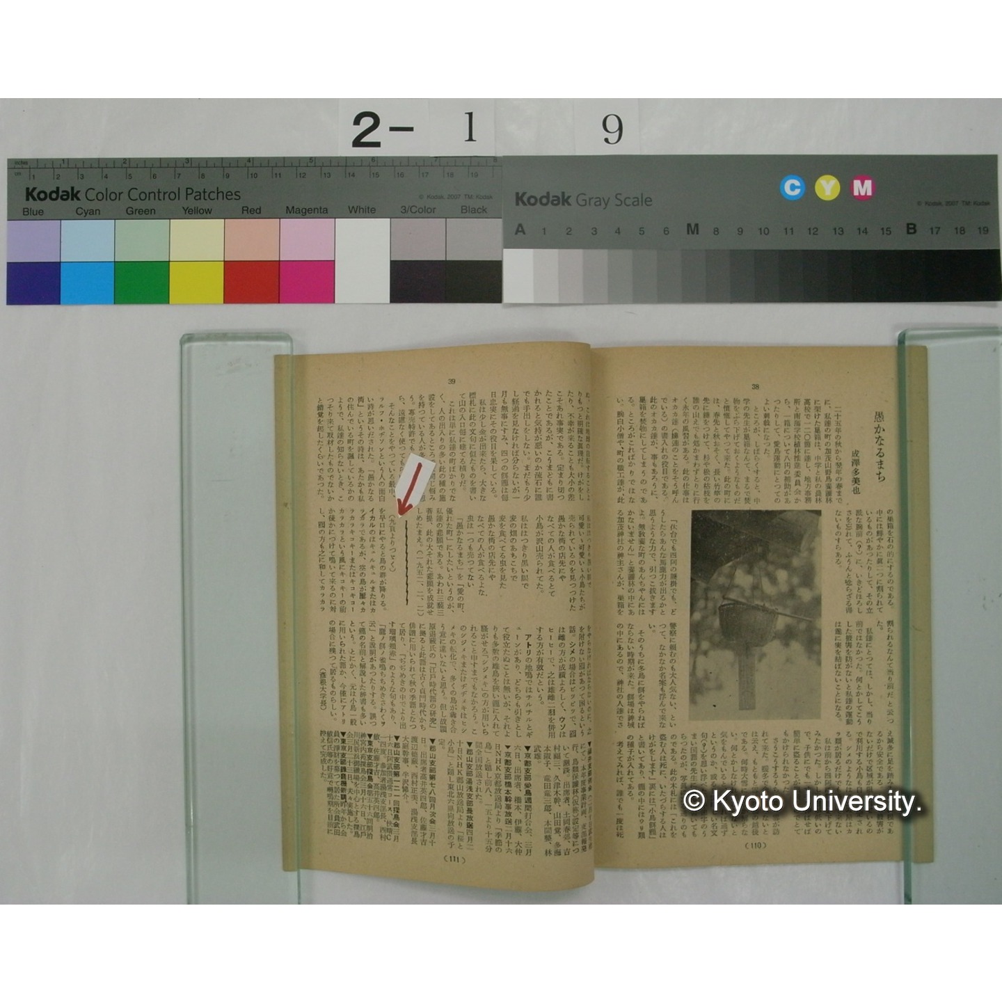 野鳥 17巻3号(昭和27.5-6) / 日本野鳥の会編集 (4)