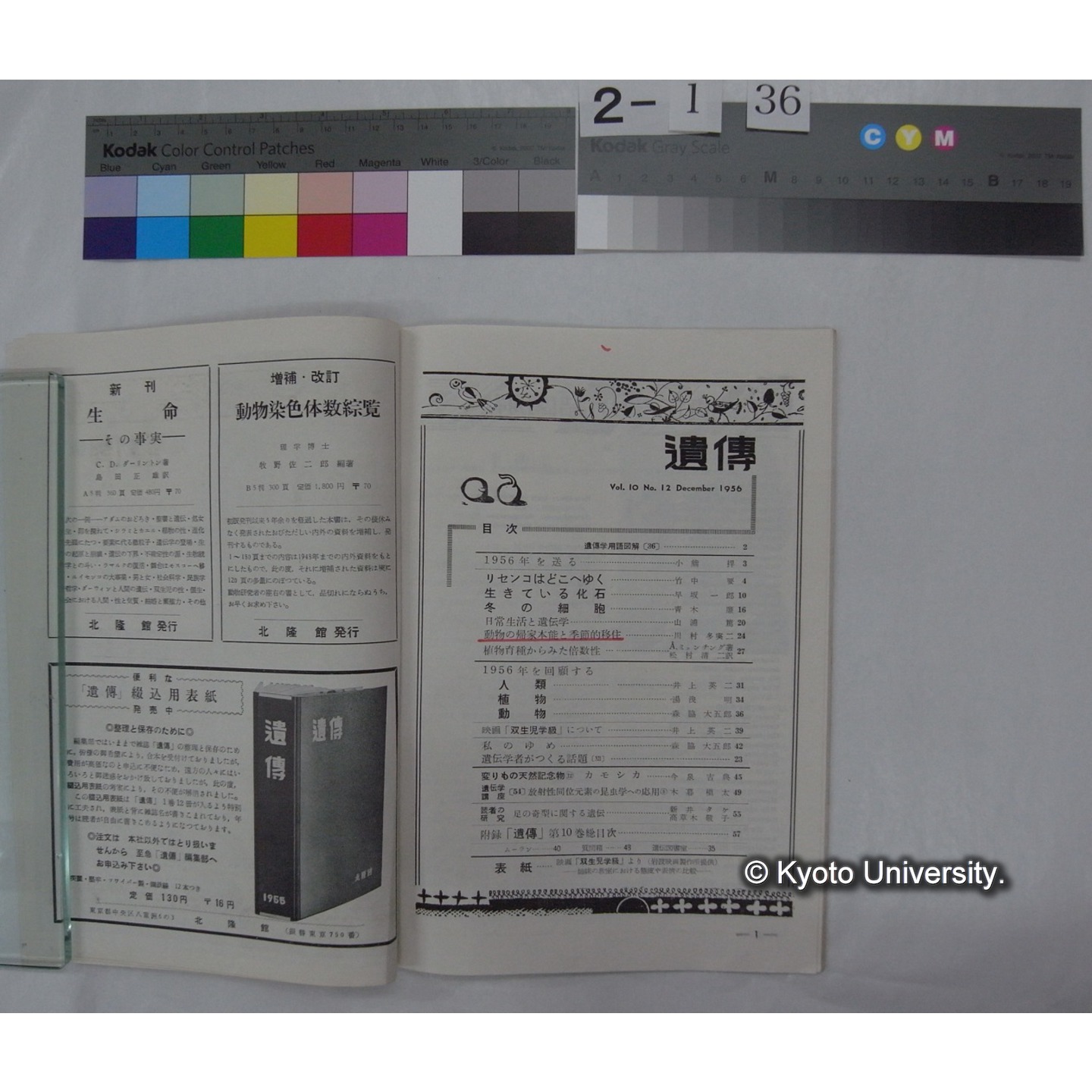 遺伝 : THE HEREDITY (10巻12号,昭和31.12) / 遺伝学普及会 (2)