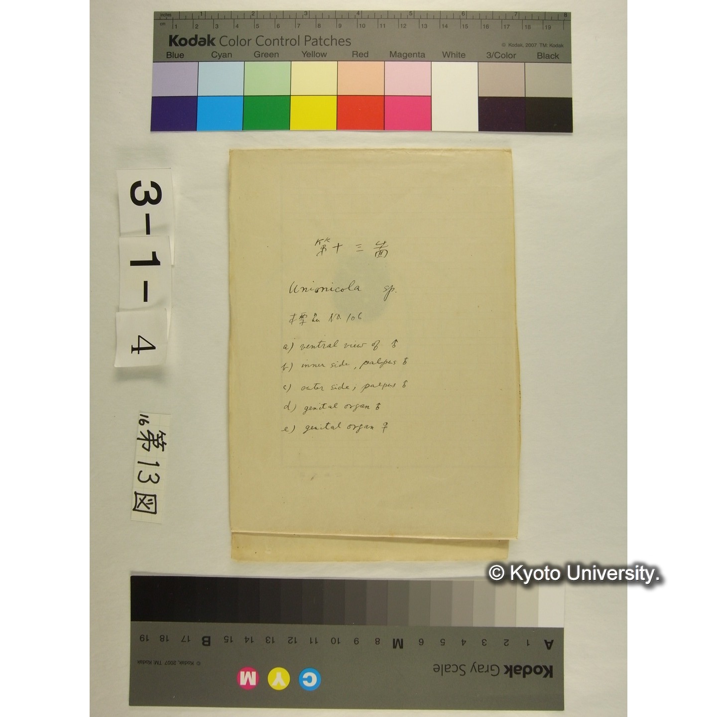 第13図 (カイダニか) (1)