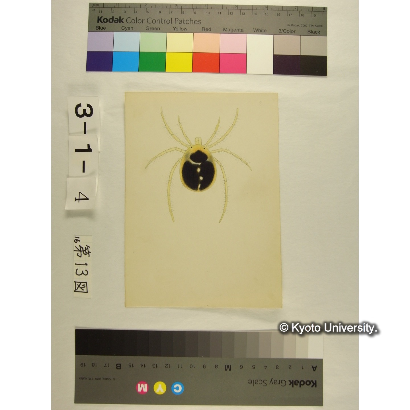 第13図 (カイダニか) (2)