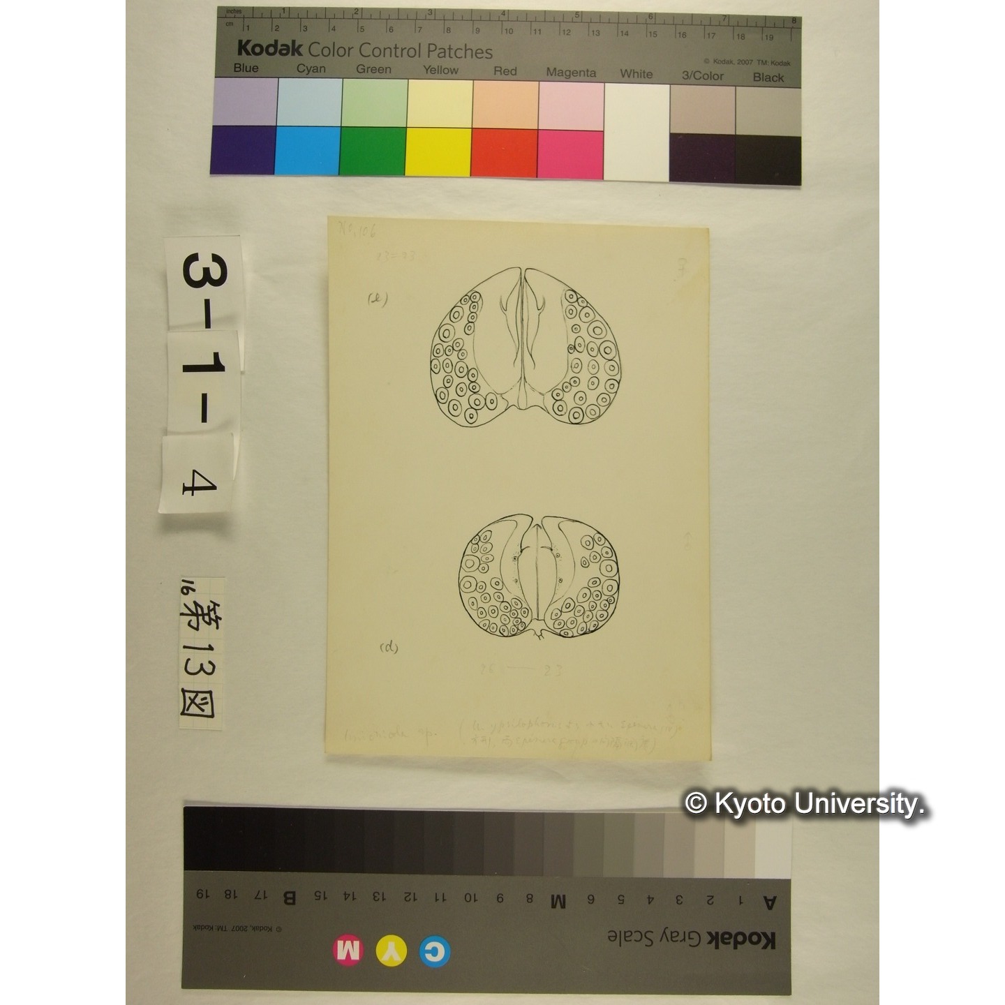 第13図 (カイダニか) (5)