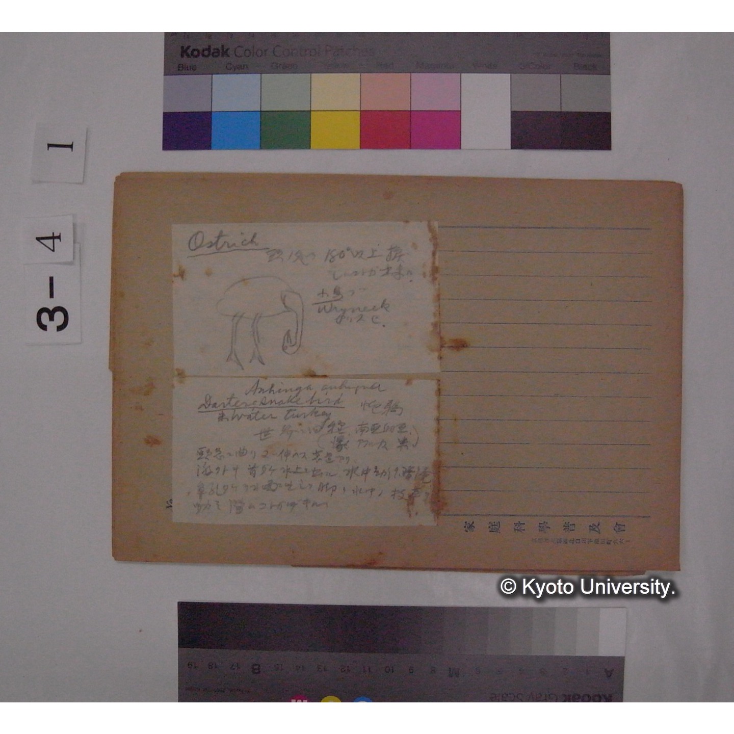 Aberrant habitat in Birds [直筆原稿] / (川村多實二) (3)