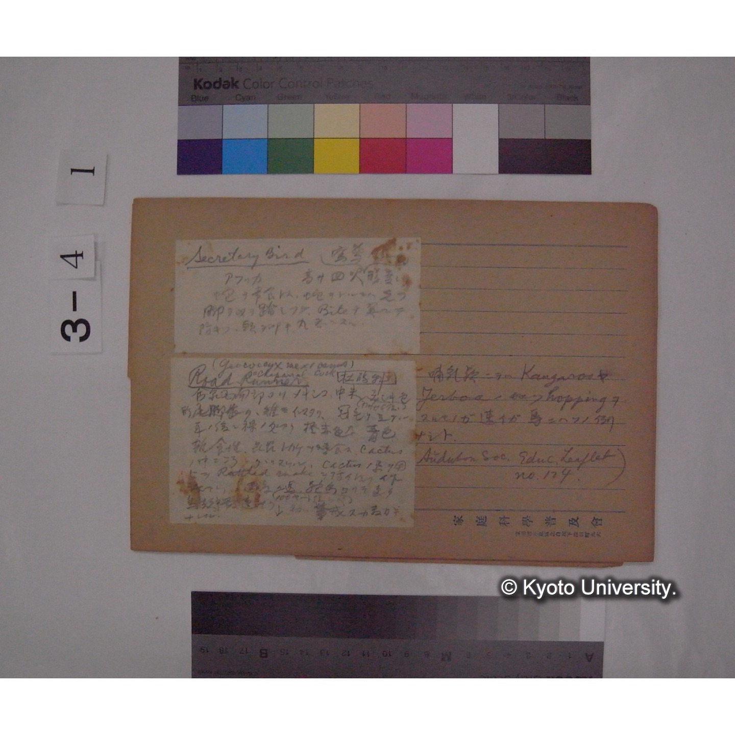 Aberrant habitat in Birds [直筆原稿] / (川村多實二) (5)