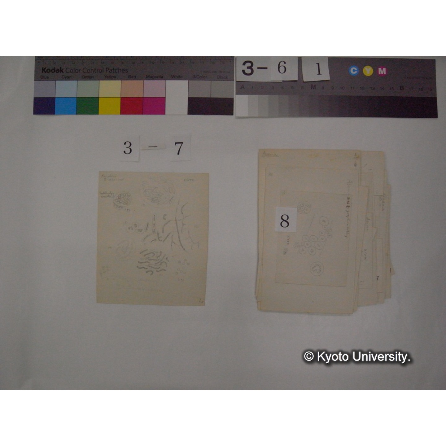 浅間山採集「天狗の麦飯」試料観察スケッチ等(「浅間山天狗之麦飯」) (14)