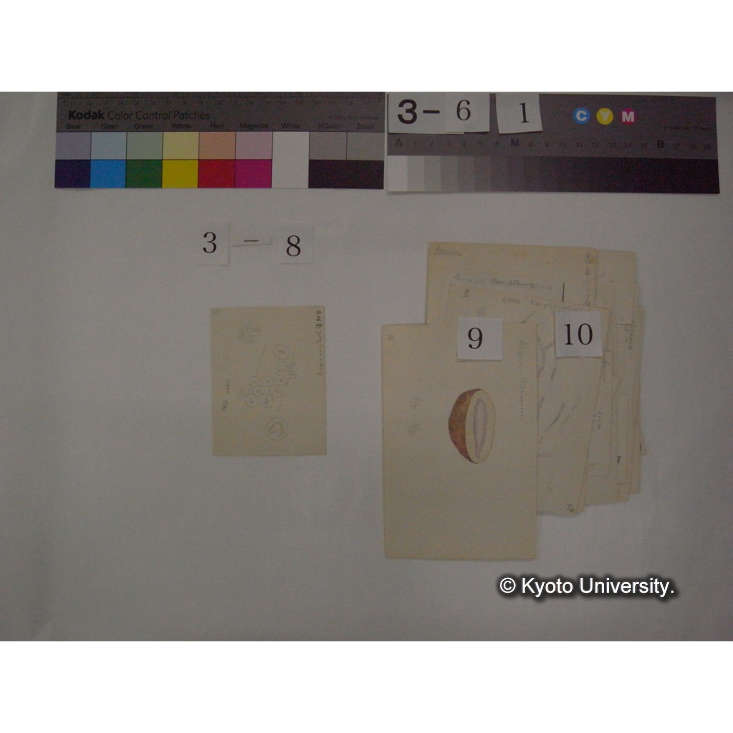 浅間山採集「天狗の麦飯」試料観察スケッチ等(「浅間山天狗之麦飯」) (15)