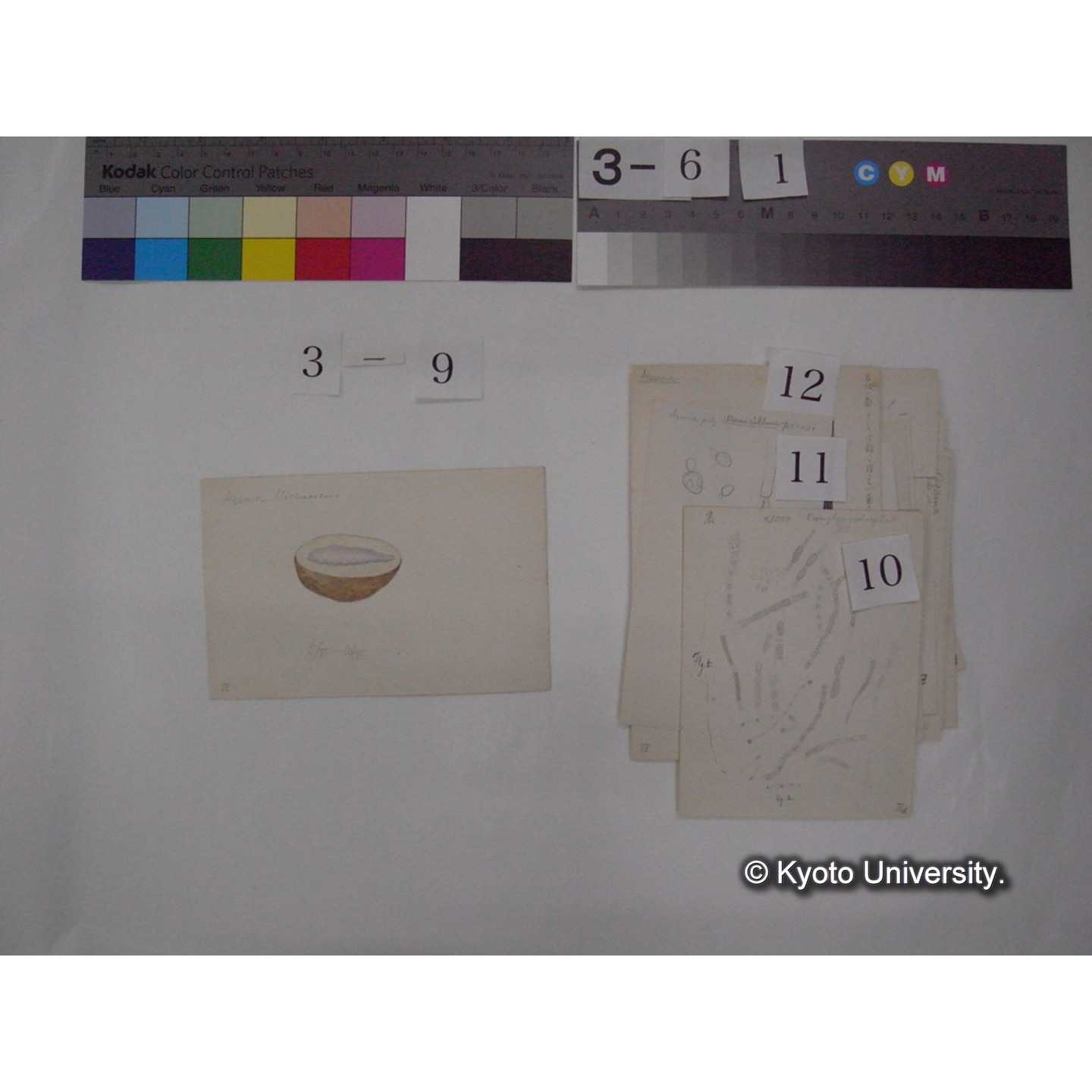 浅間山採集「天狗の麦飯」試料観察スケッチ等(「浅間山天狗之麦飯」) (16)