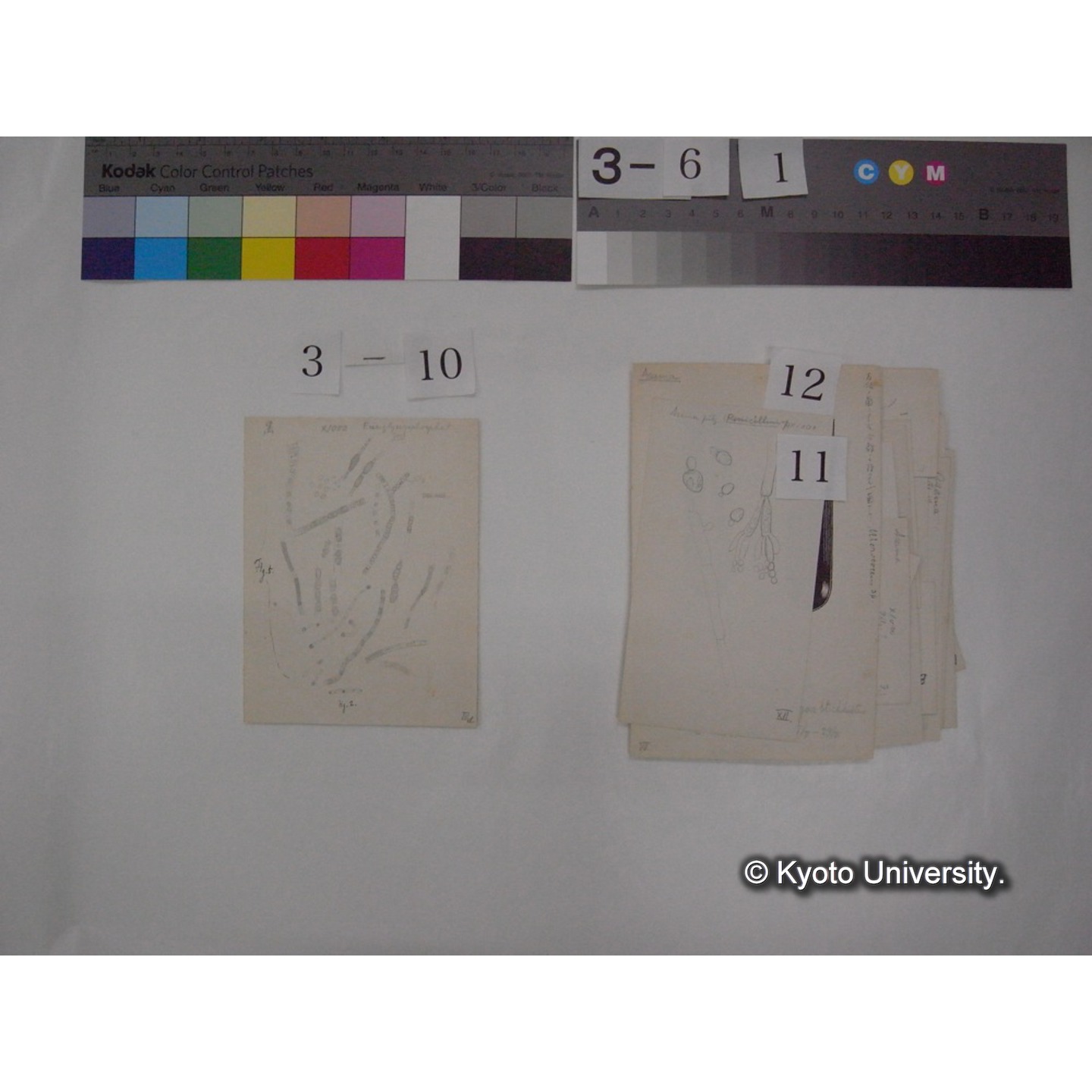 浅間山採集「天狗の麦飯」試料観察スケッチ等(「浅間山天狗之麦飯」) (17)