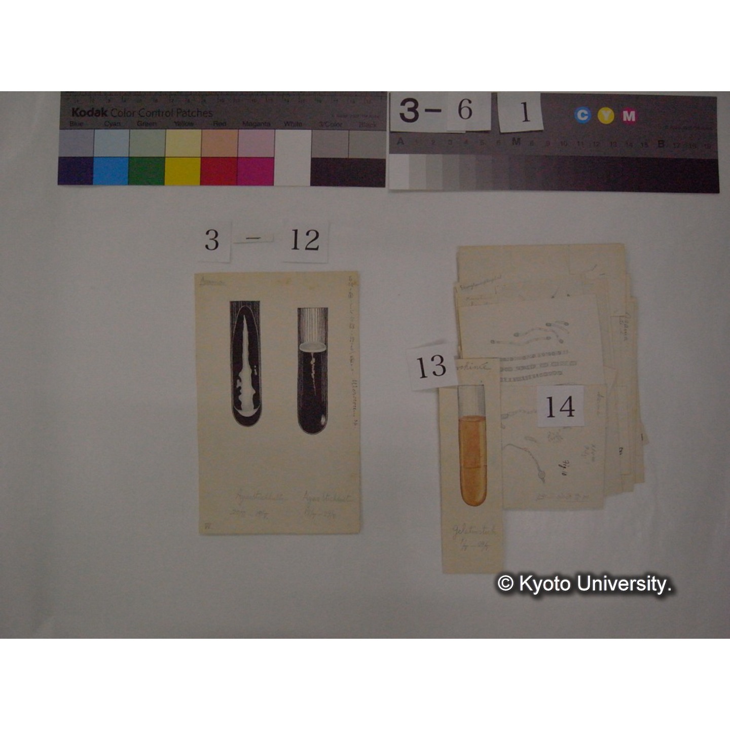 浅間山採集「天狗の麦飯」試料観察スケッチ等(「浅間山天狗之麦飯」) (19)