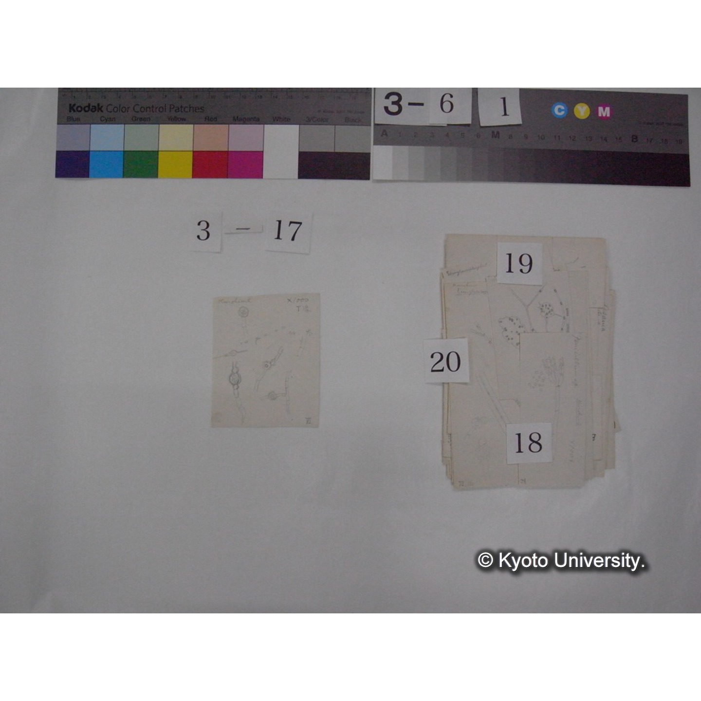 浅間山採集「天狗の麦飯」試料観察スケッチ等(「浅間山天狗之麦飯」) (24)