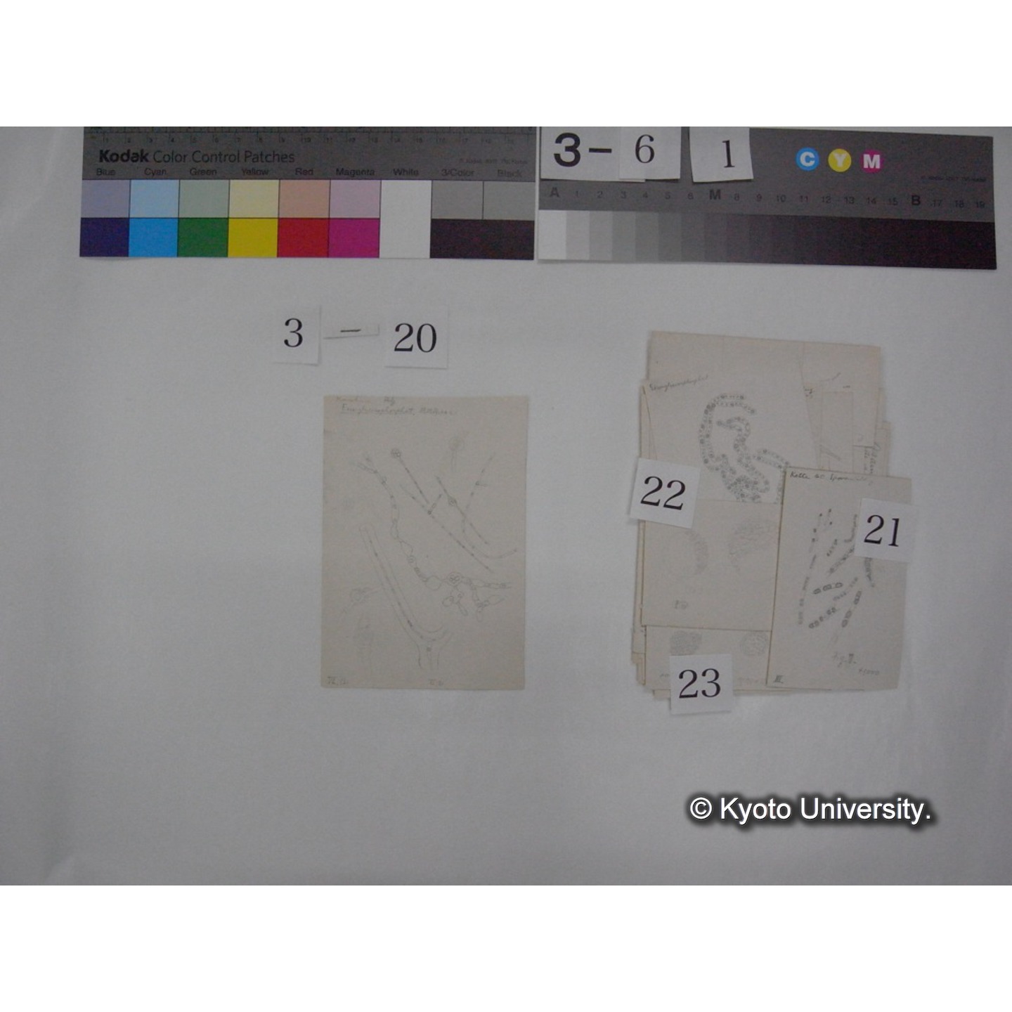 浅間山採集「天狗の麦飯」試料観察スケッチ等(「浅間山天狗之麦飯」) (28)