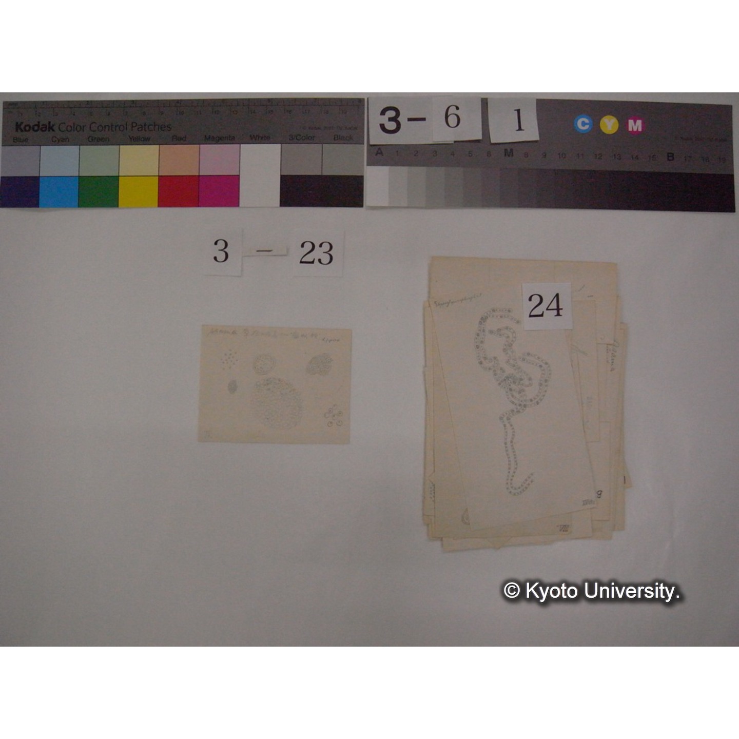 浅間山採集「天狗の麦飯」試料観察スケッチ等(「浅間山天狗之麦飯」) (31)