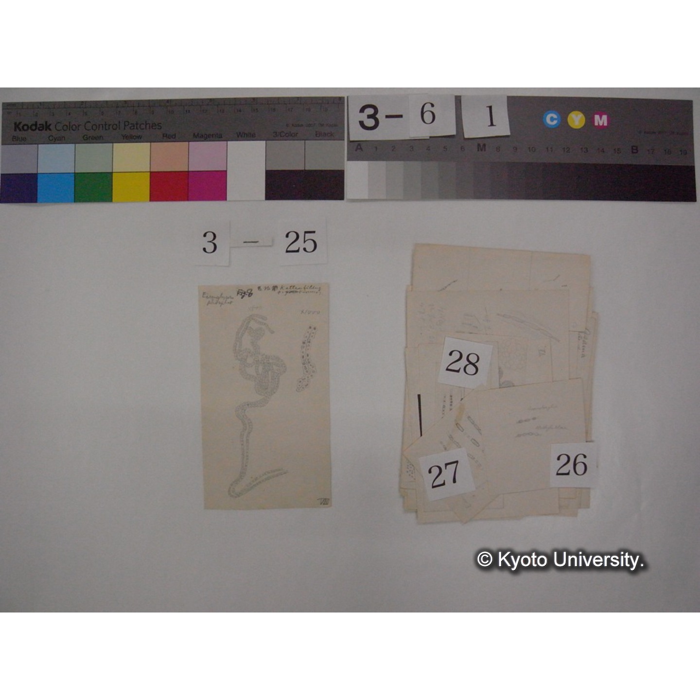 浅間山採集「天狗の麦飯」試料観察スケッチ等(「浅間山天狗之麦飯」) (33)