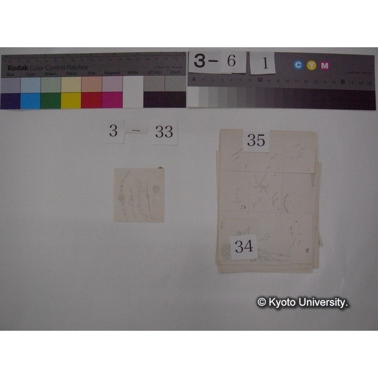 浅間山採集「天狗の麦飯」試料観察スケッチ等(「浅間山天狗之麦飯」) (41)