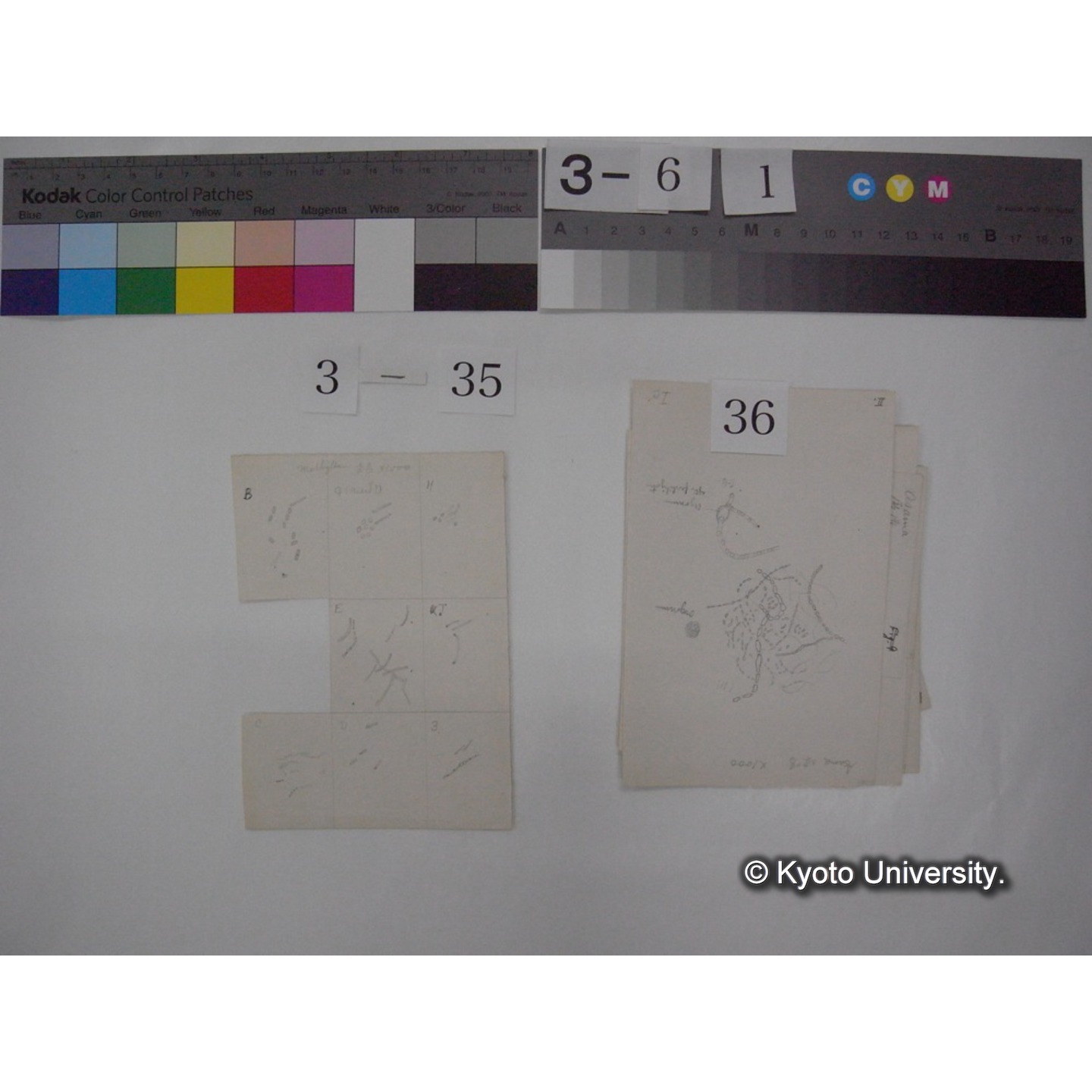 浅間山採集「天狗の麦飯」試料観察スケッチ等(「浅間山天狗之麦飯」) (43)