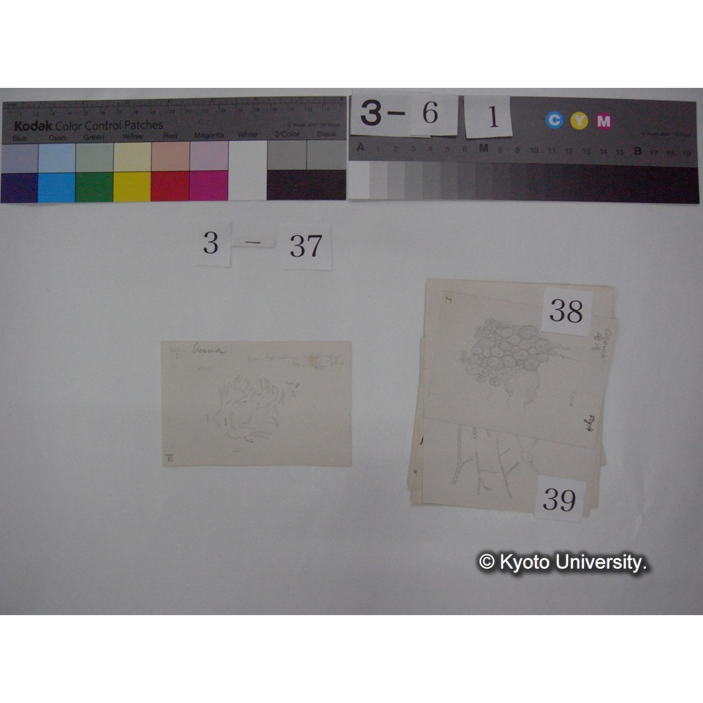 浅間山採集「天狗の麦飯」試料観察スケッチ等(「浅間山天狗之麦飯」) (45)