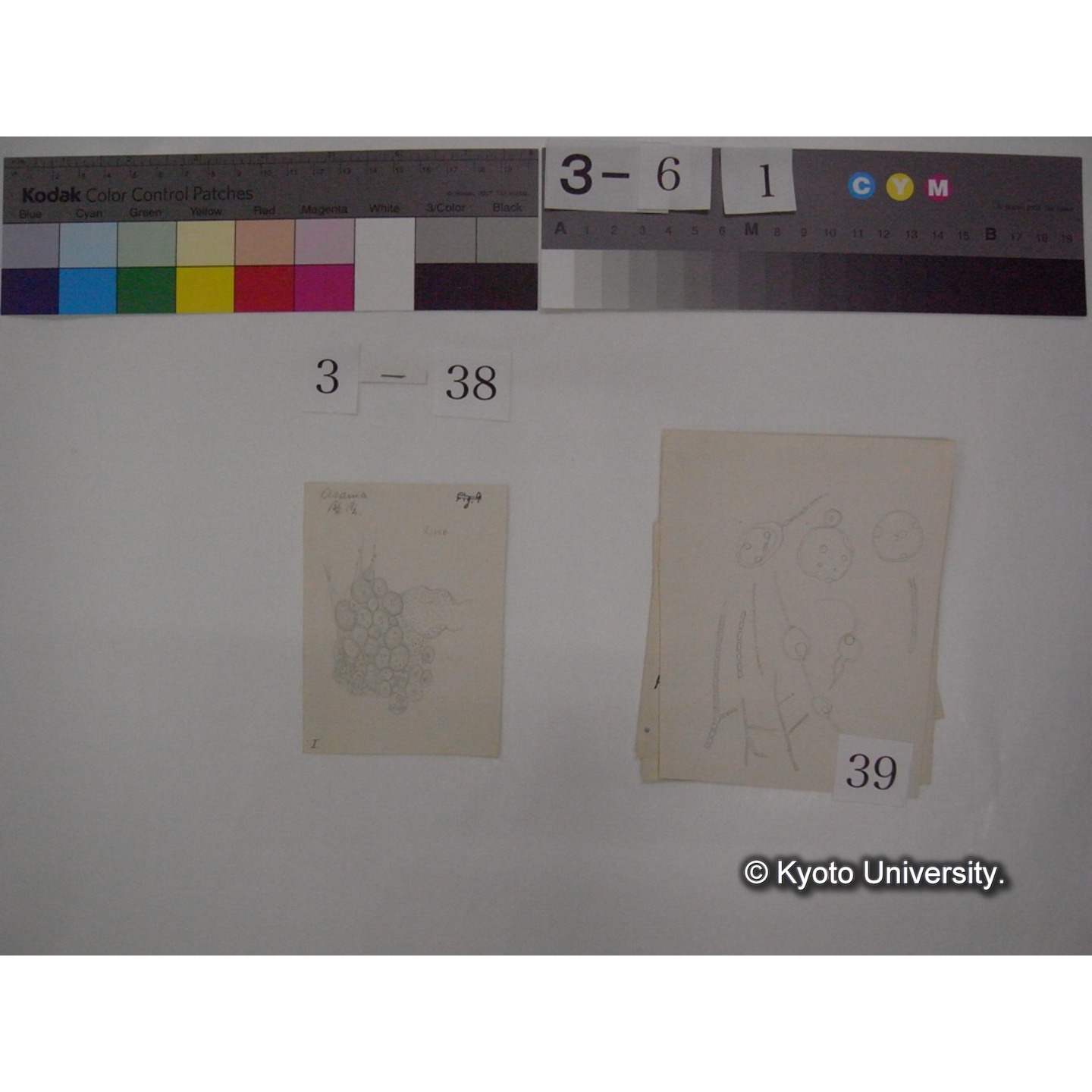 浅間山採集「天狗の麦飯」試料観察スケッチ等(「浅間山天狗之麦飯」) (46)