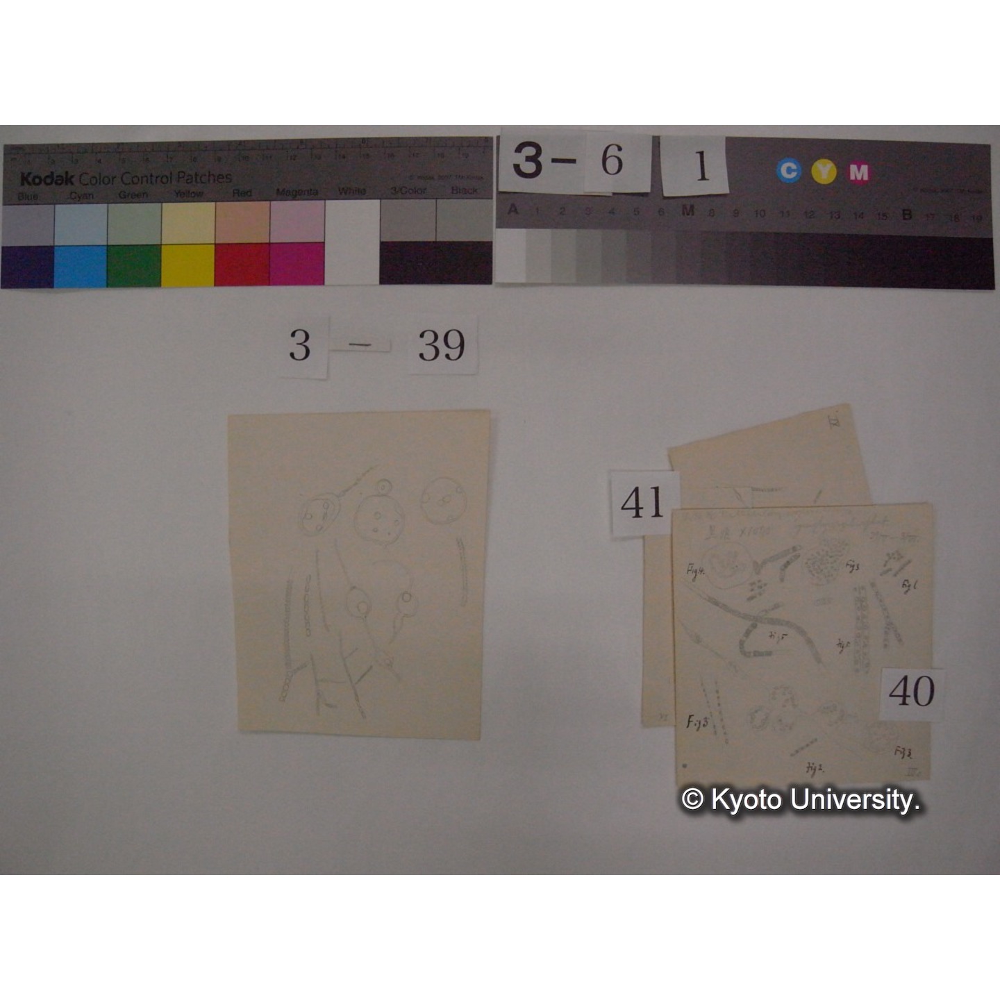 浅間山採集「天狗の麦飯」試料観察スケッチ等(「浅間山天狗之麦飯」) (47)