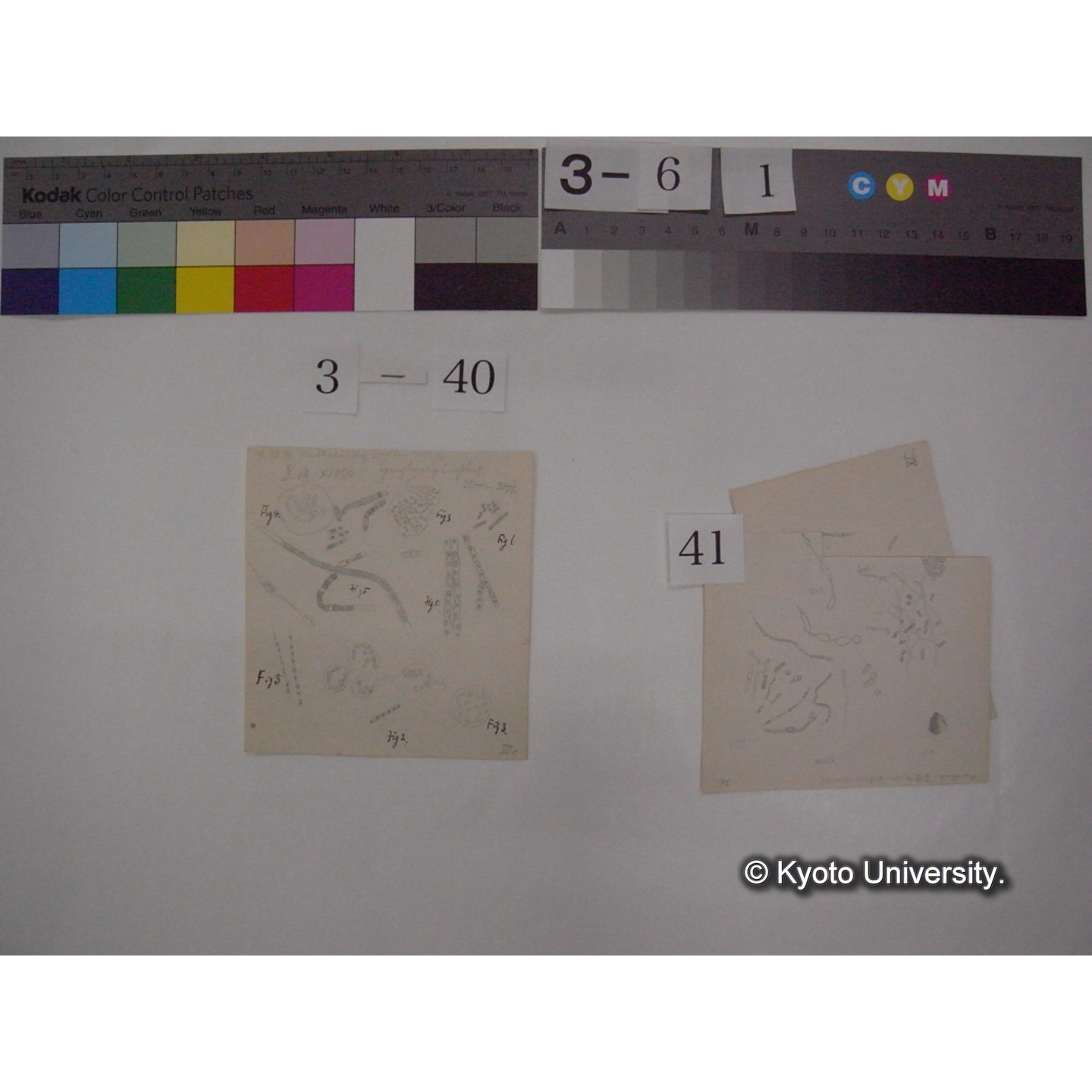 浅間山採集「天狗の麦飯」試料観察スケッチ等(「浅間山天狗之麦飯」) (48)