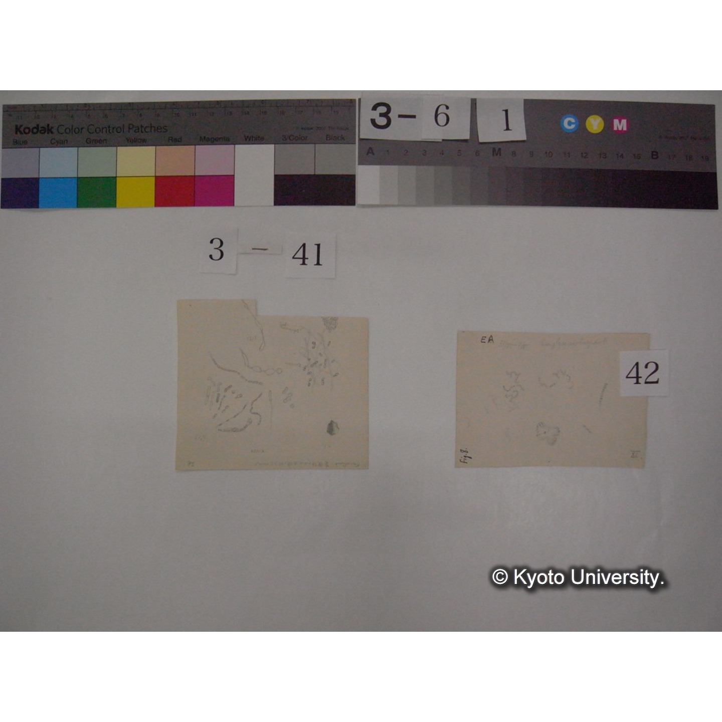 浅間山採集「天狗の麦飯」試料観察スケッチ等(「浅間山天狗之麦飯」) (49)