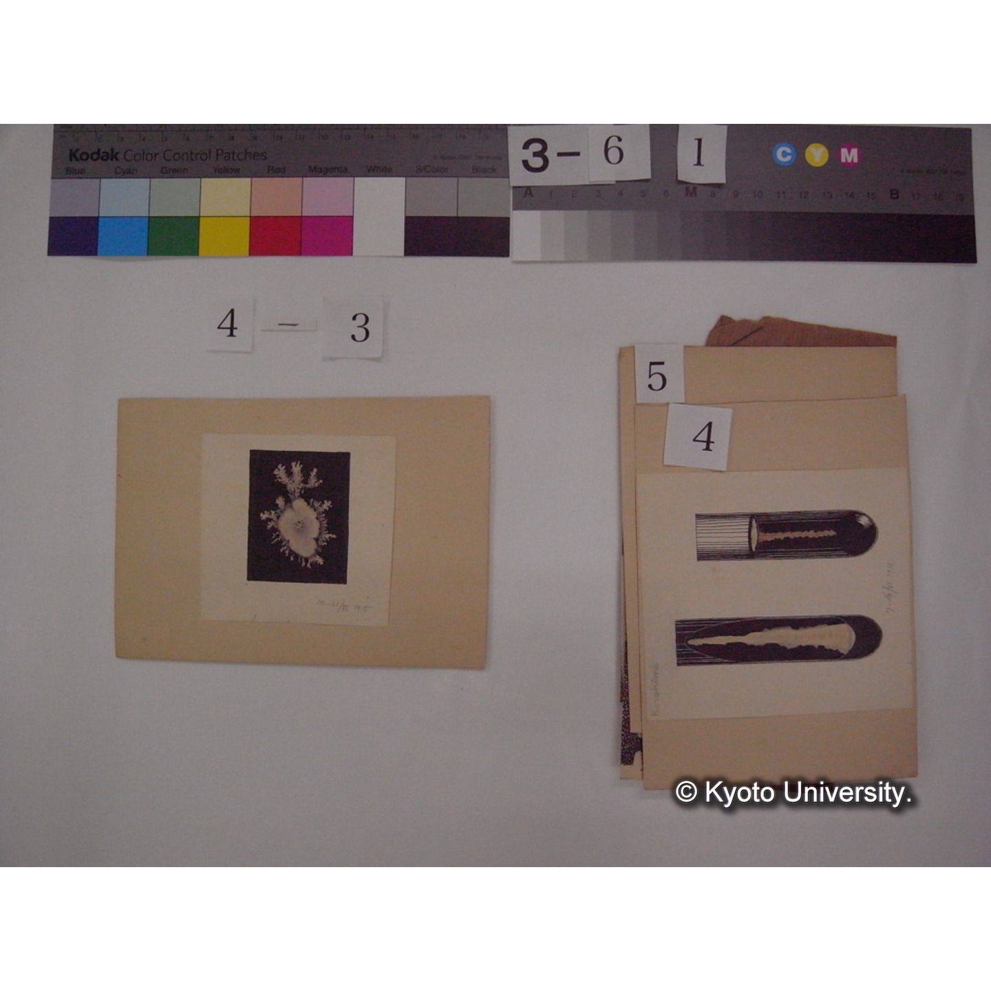 黒姫山「天狗の麦飯」採集試料観察スケッチ・各種資料・原稿等 (「黒姫山天狗ノ麦飯」) (8)