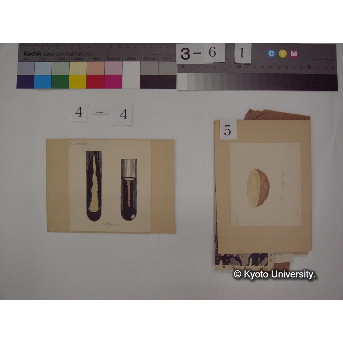 黒姫山「天狗の麦飯」採集試料観察スケッチ・各種資料・原稿等 (「黒姫山天狗ノ麦飯」) (9)