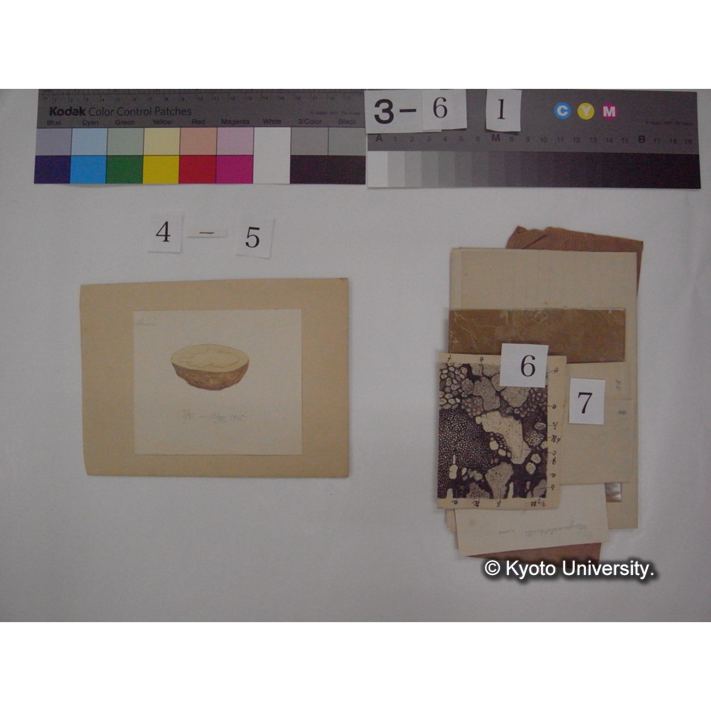 黒姫山「天狗の麦飯」採集試料観察スケッチ・各種資料・原稿等 (「黒姫山天狗ノ麦飯」) (10)