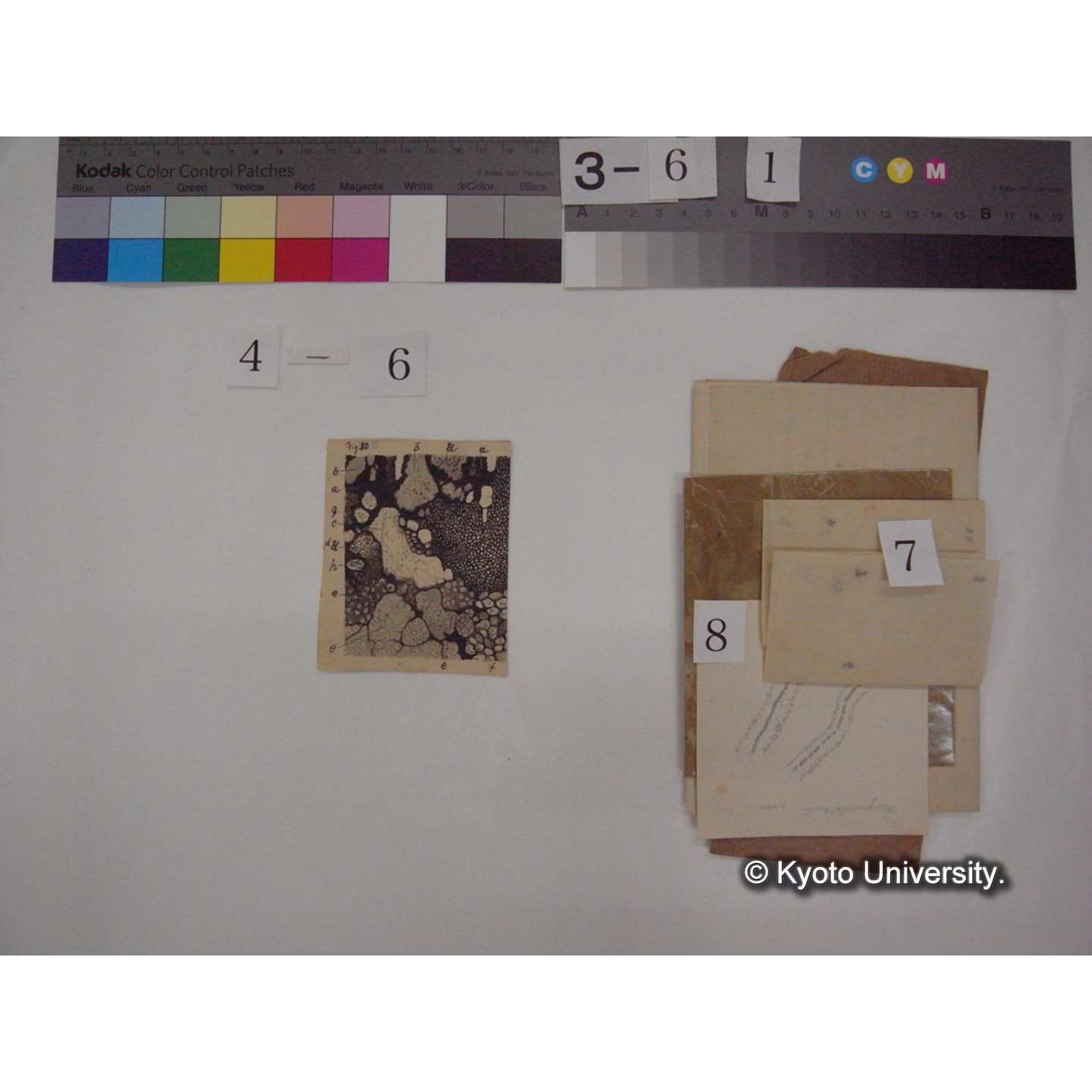 黒姫山「天狗の麦飯」採集試料観察スケッチ・各種資料・原稿等 (「黒姫山天狗ノ麦飯」) (11)