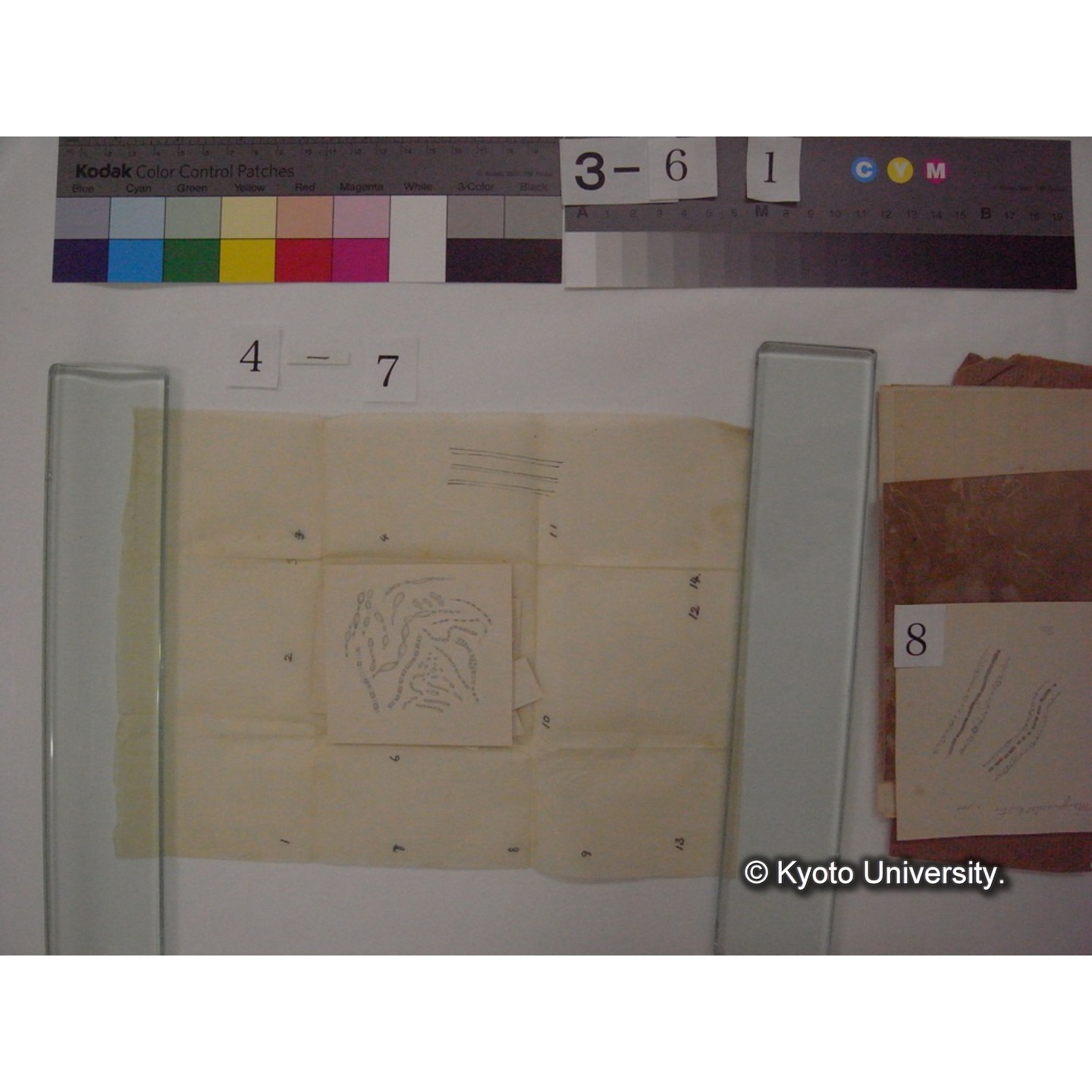 黒姫山「天狗の麦飯」採集試料観察スケッチ・各種資料・原稿等 (「黒姫山天狗ノ麦飯」) (12)