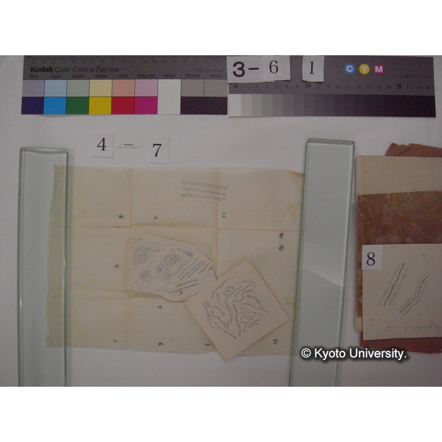 黒姫山「天狗の麦飯」採集試料観察スケッチ・各種資料・原稿等 (「黒姫山天狗ノ麦飯」) (13)