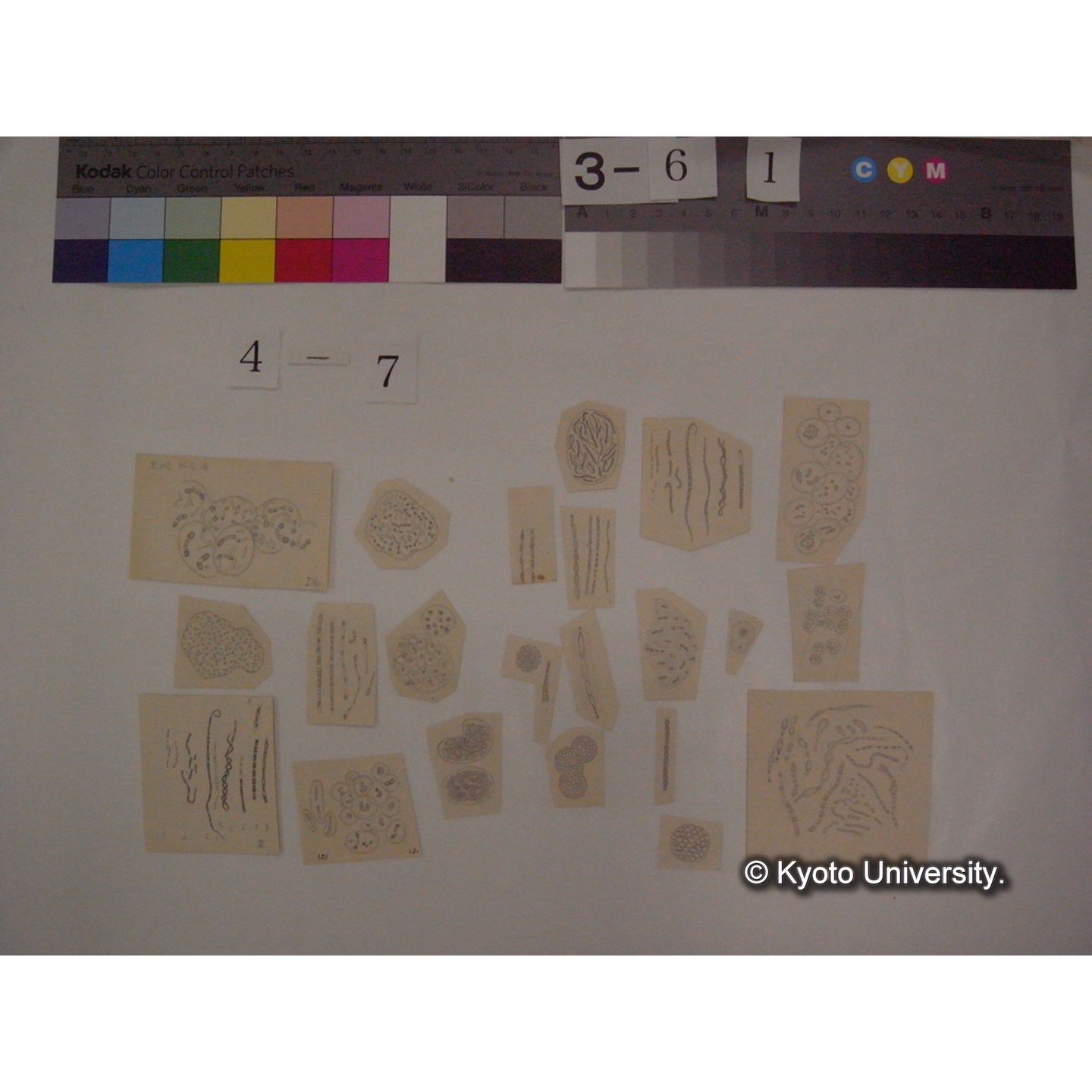 黒姫山「天狗の麦飯」採集試料観察スケッチ・各種資料・原稿等 (「黒姫山天狗ノ麦飯」) (14)